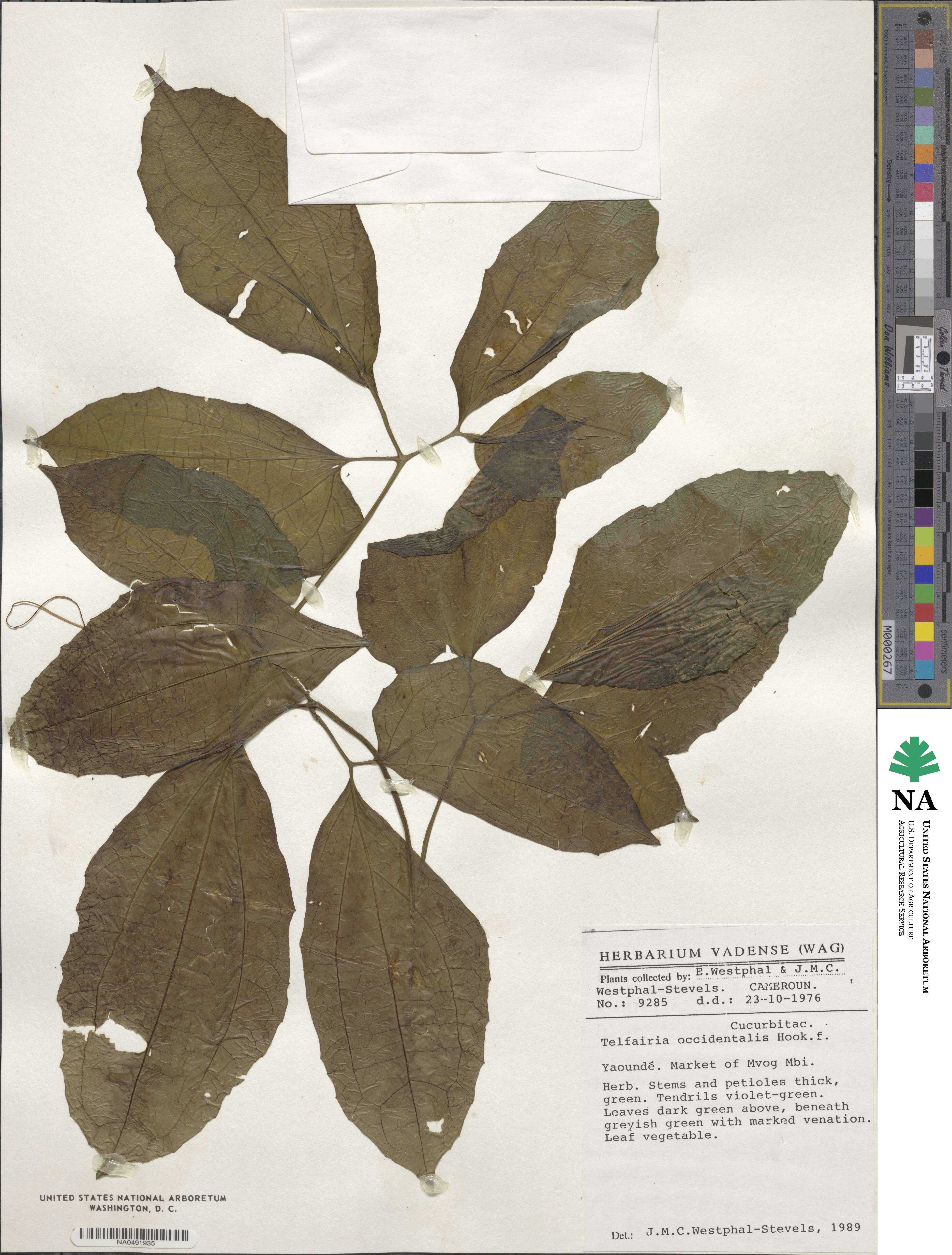 Telfairia occidentalis image