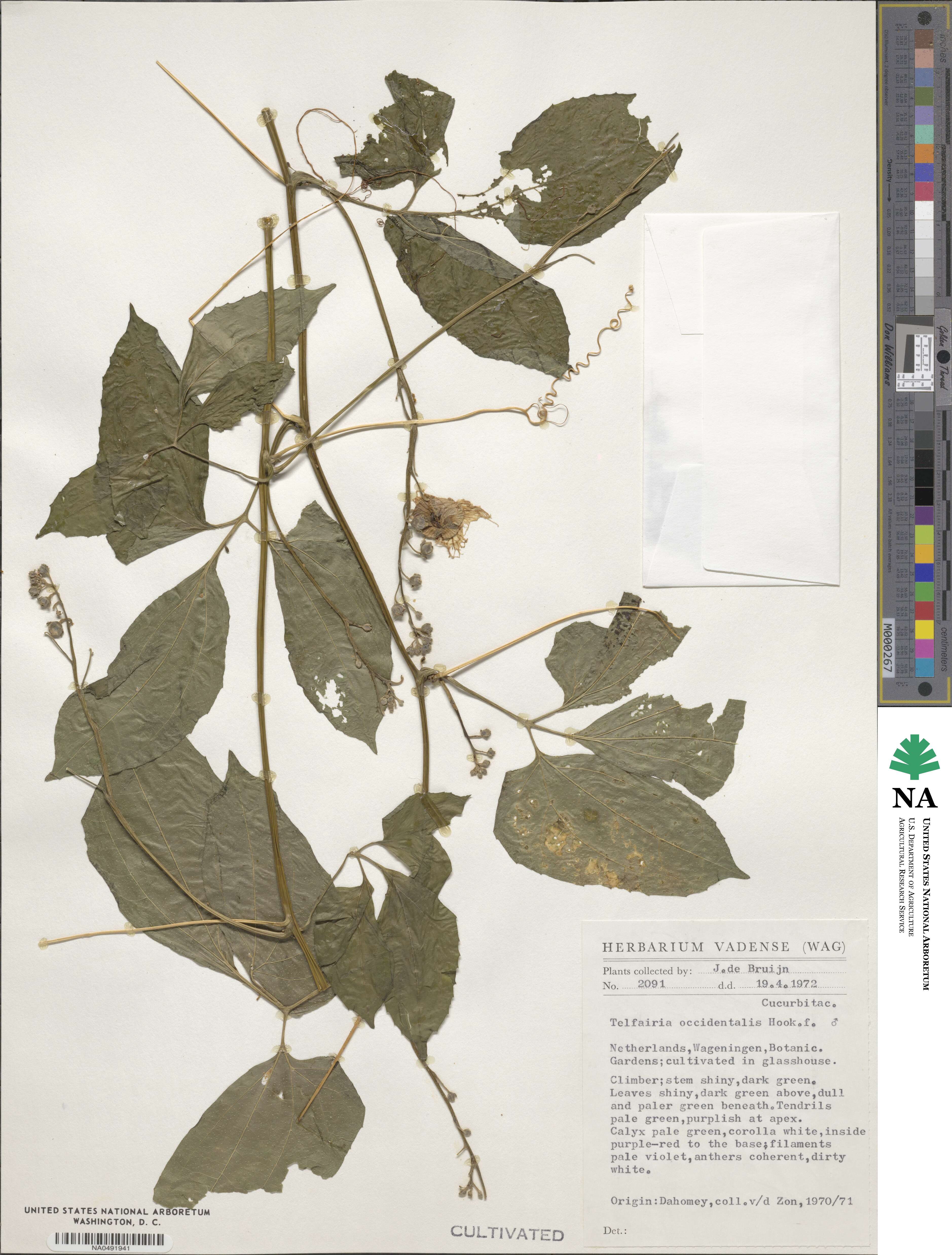 Telfairia occidentalis image