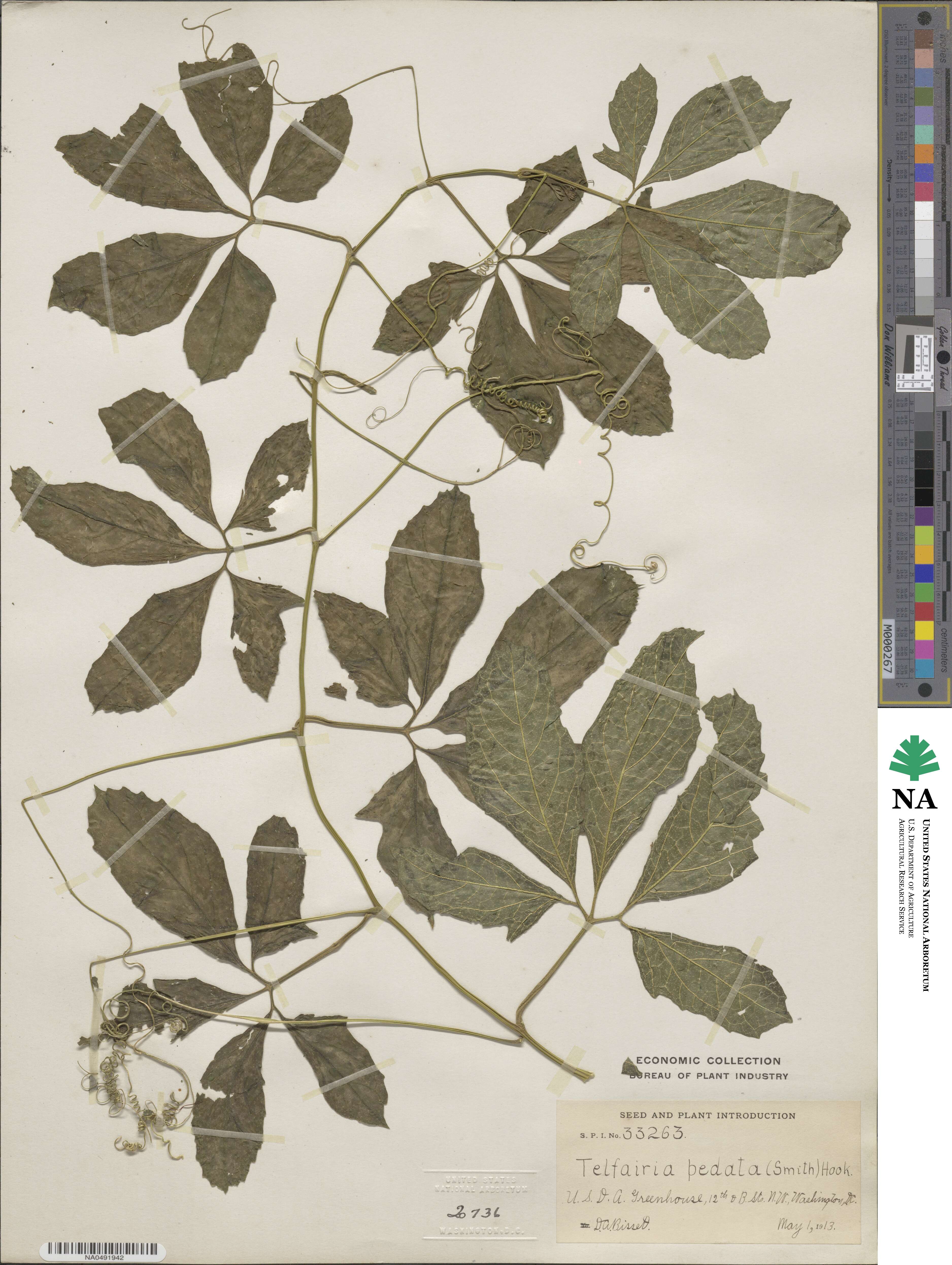Telfairia pedata image