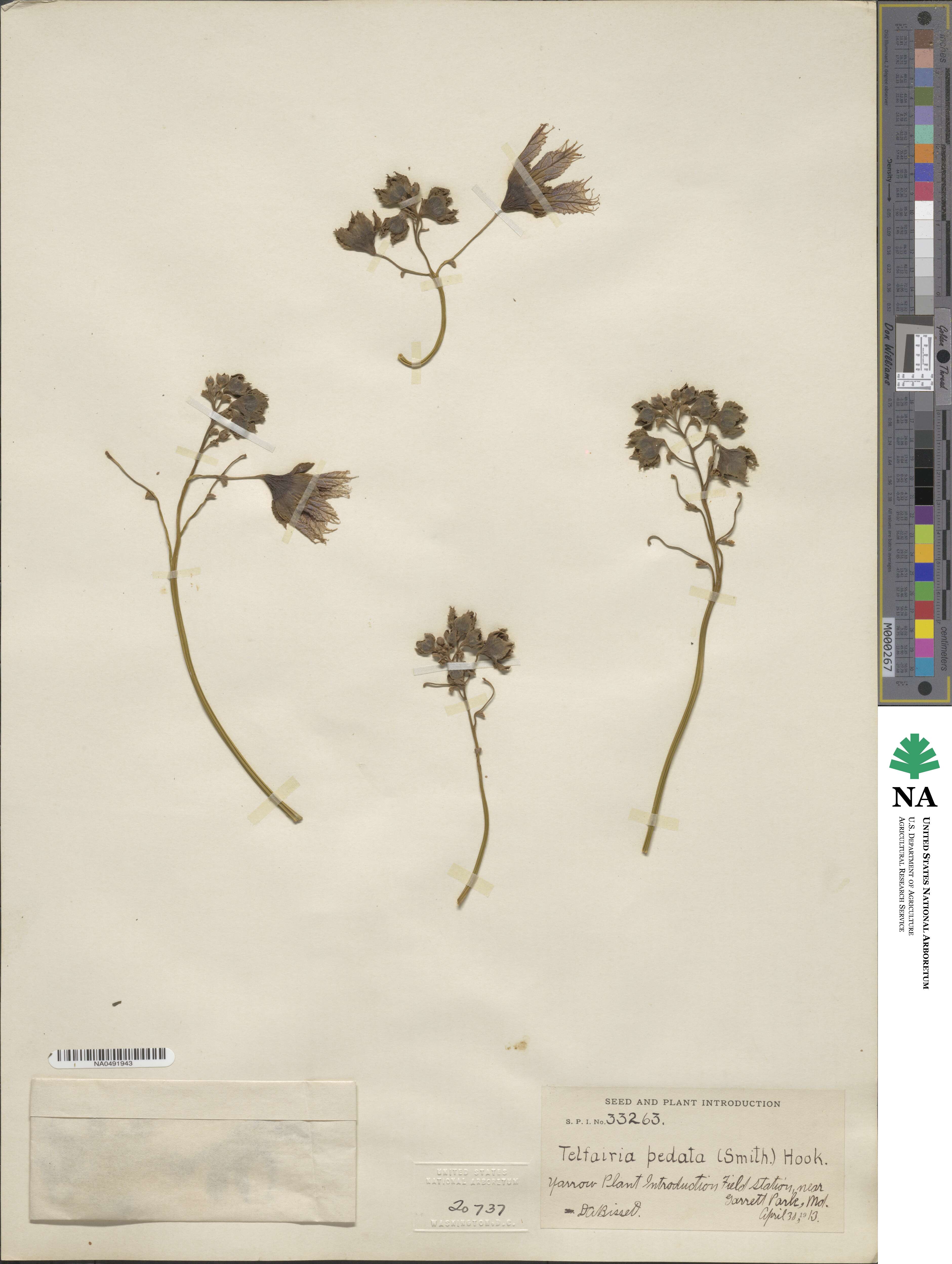 Telfairia pedata image