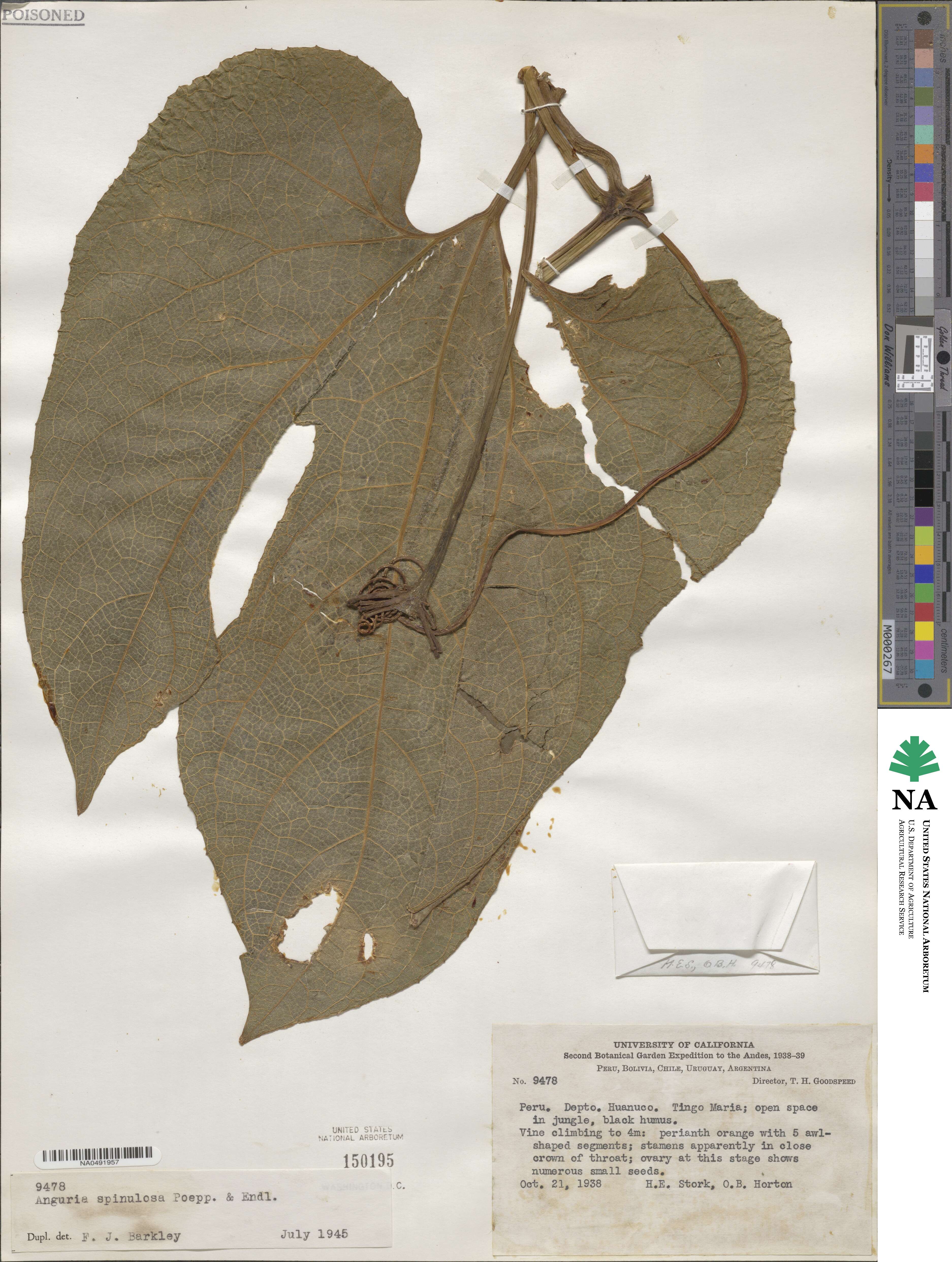 Gurania lobata image