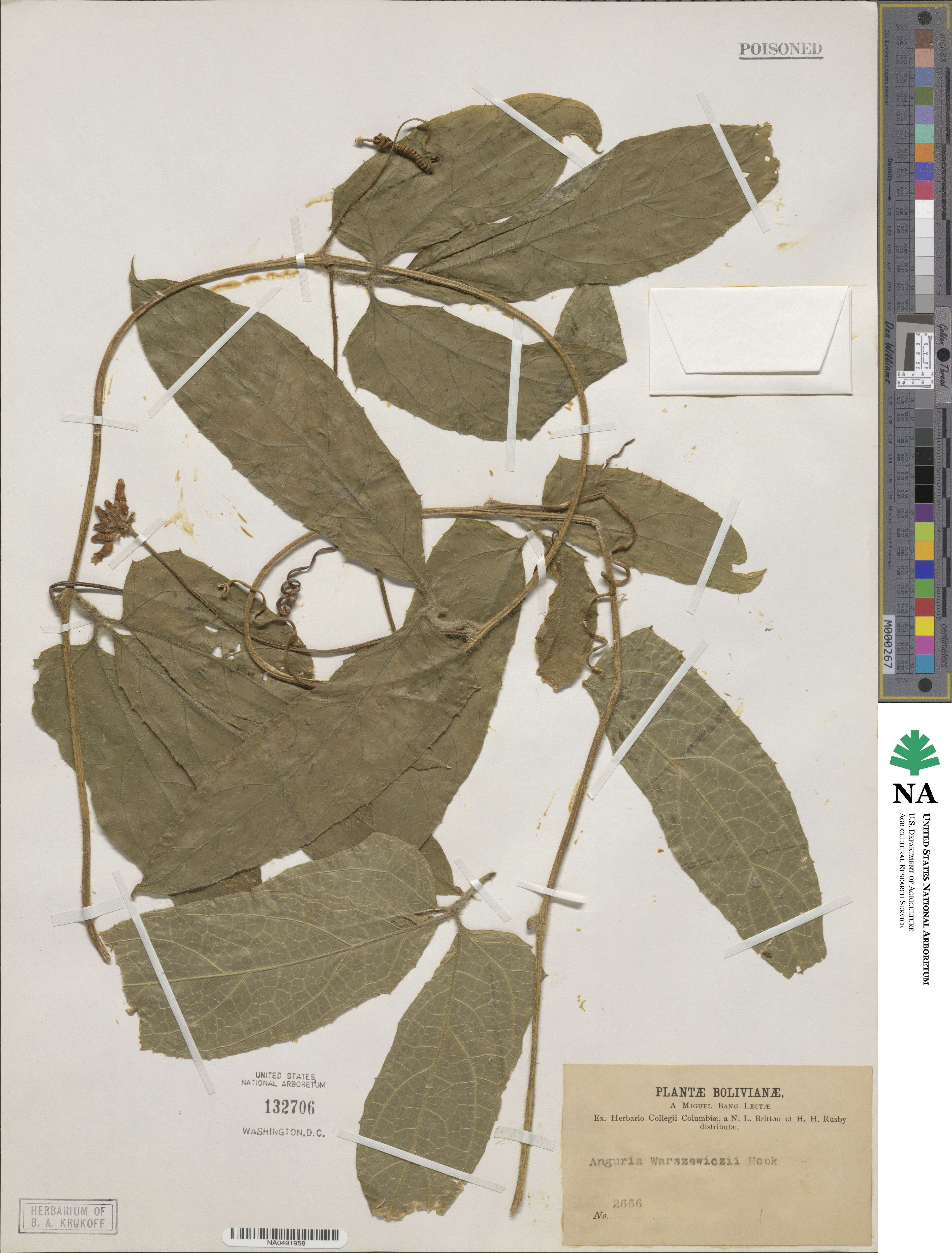 Psiguria image