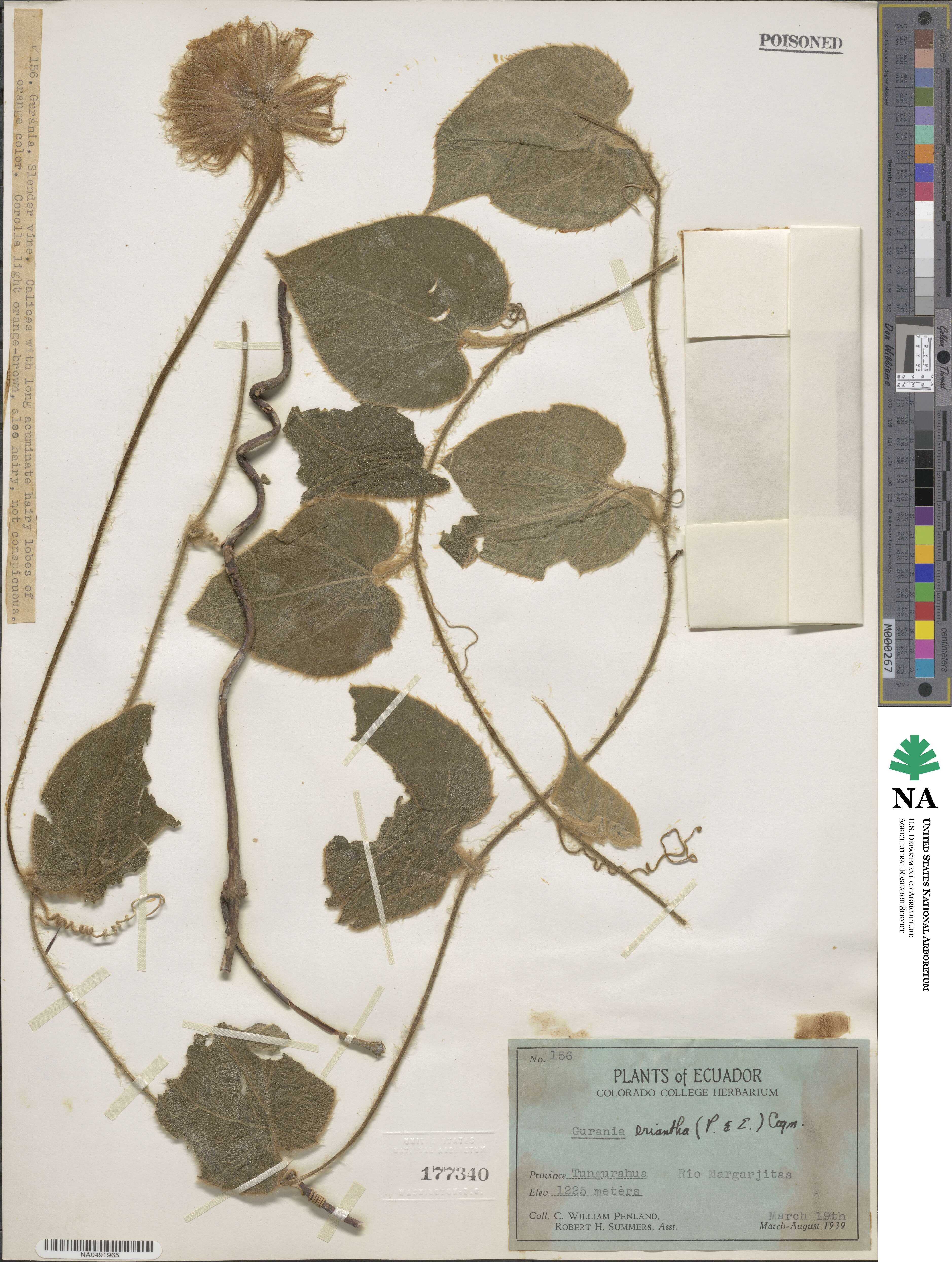Gurania eriantha image