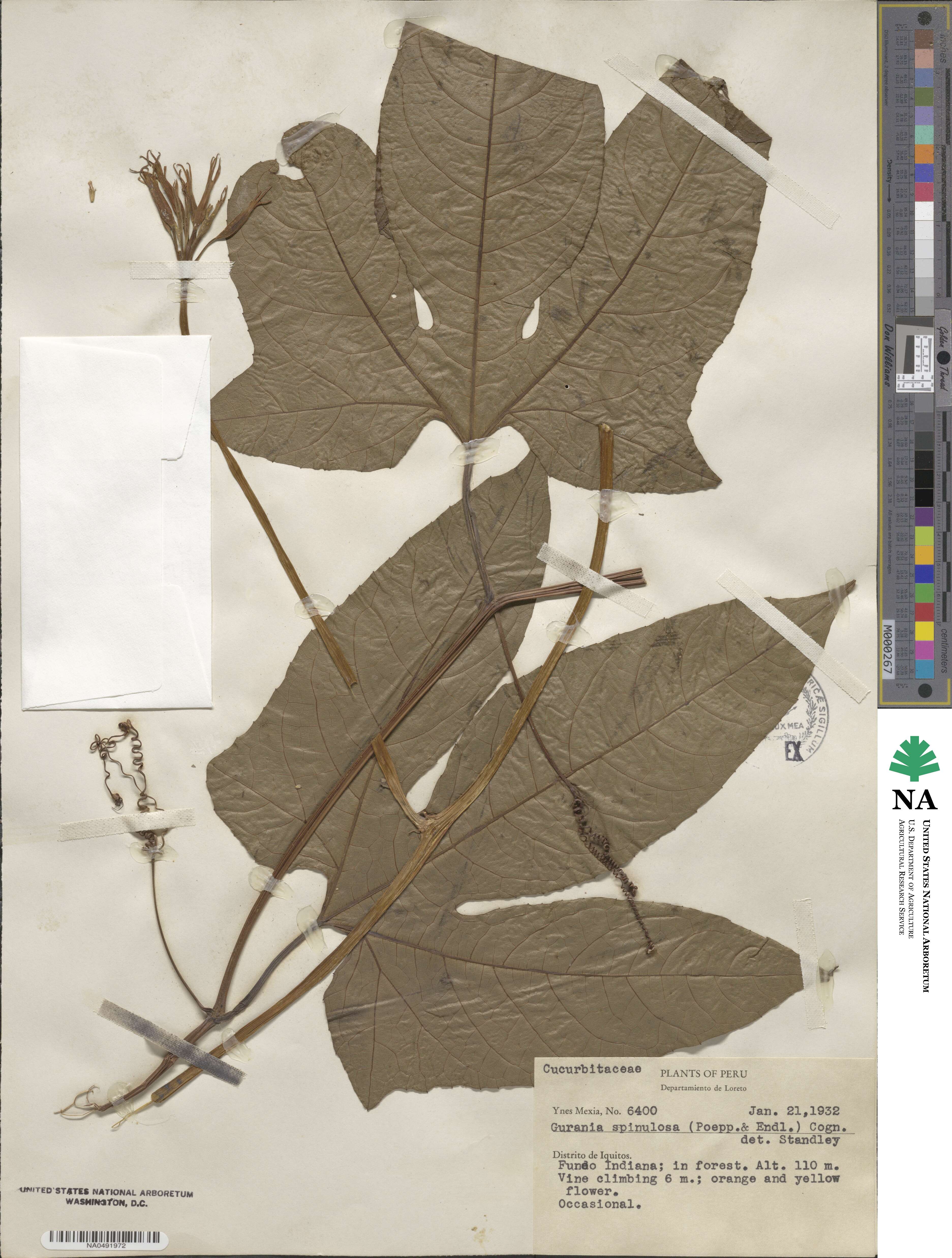 Gurania lobata image