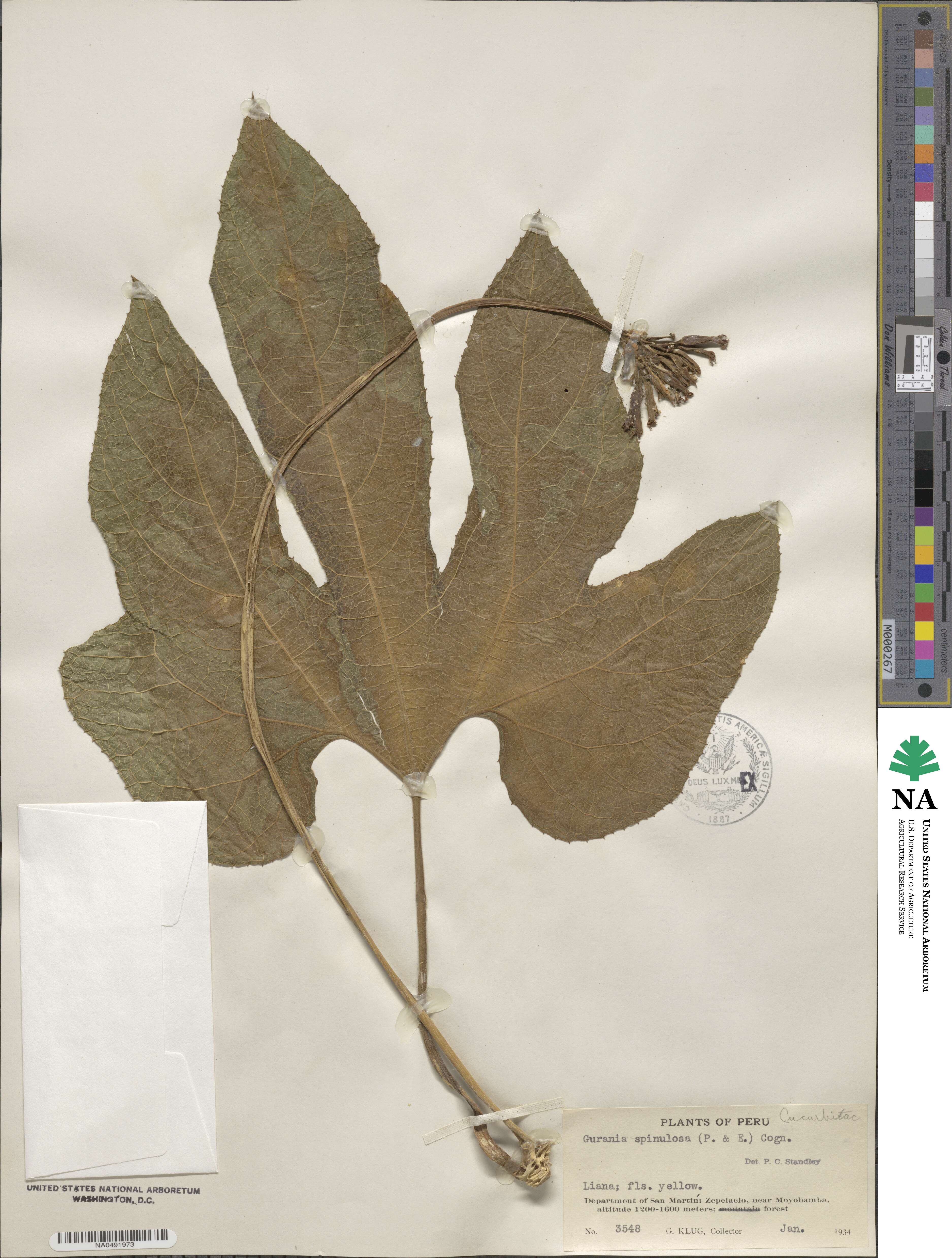 Gurania lobata image