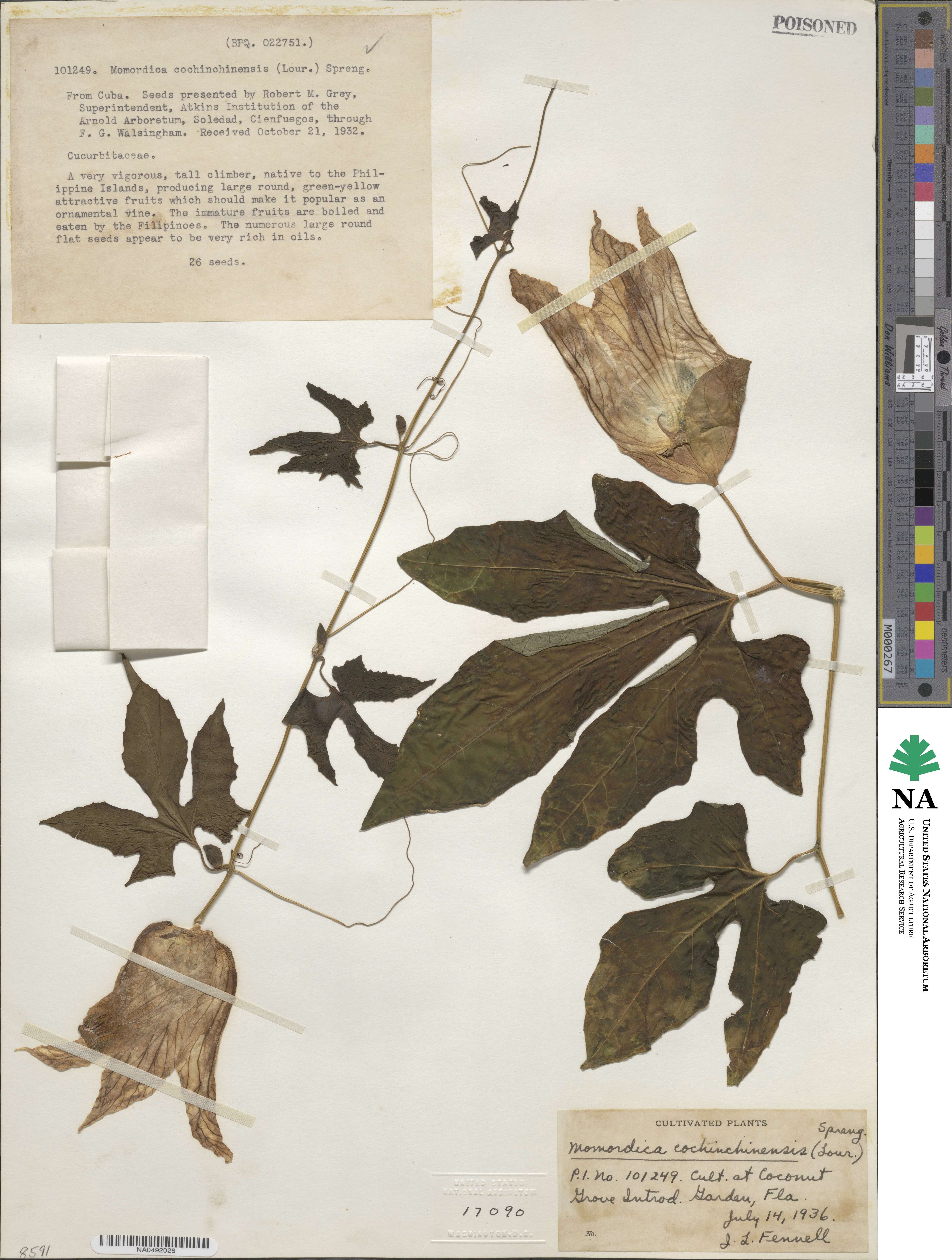 Momordica cochinchinensis image