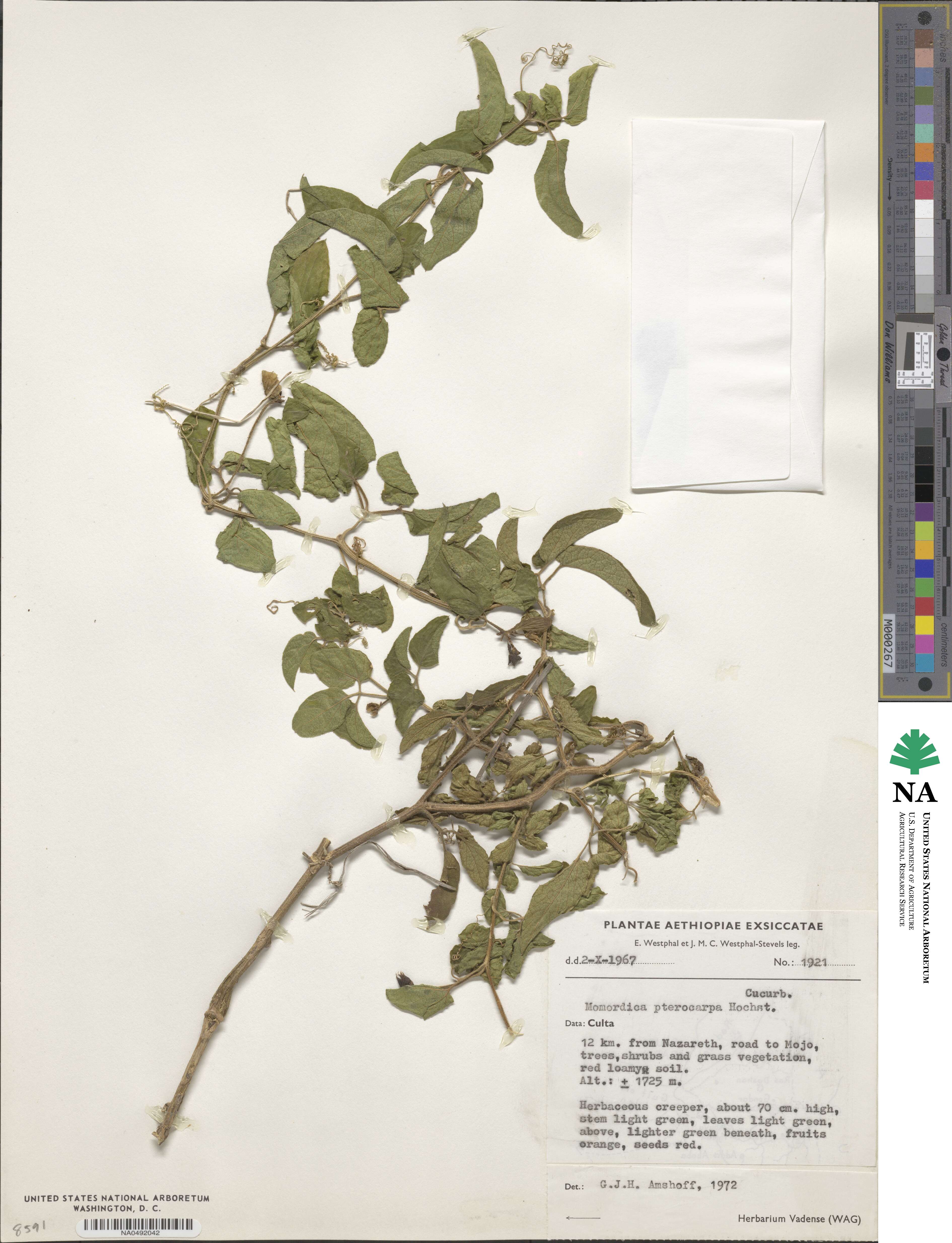 Momordica pterocarpa image