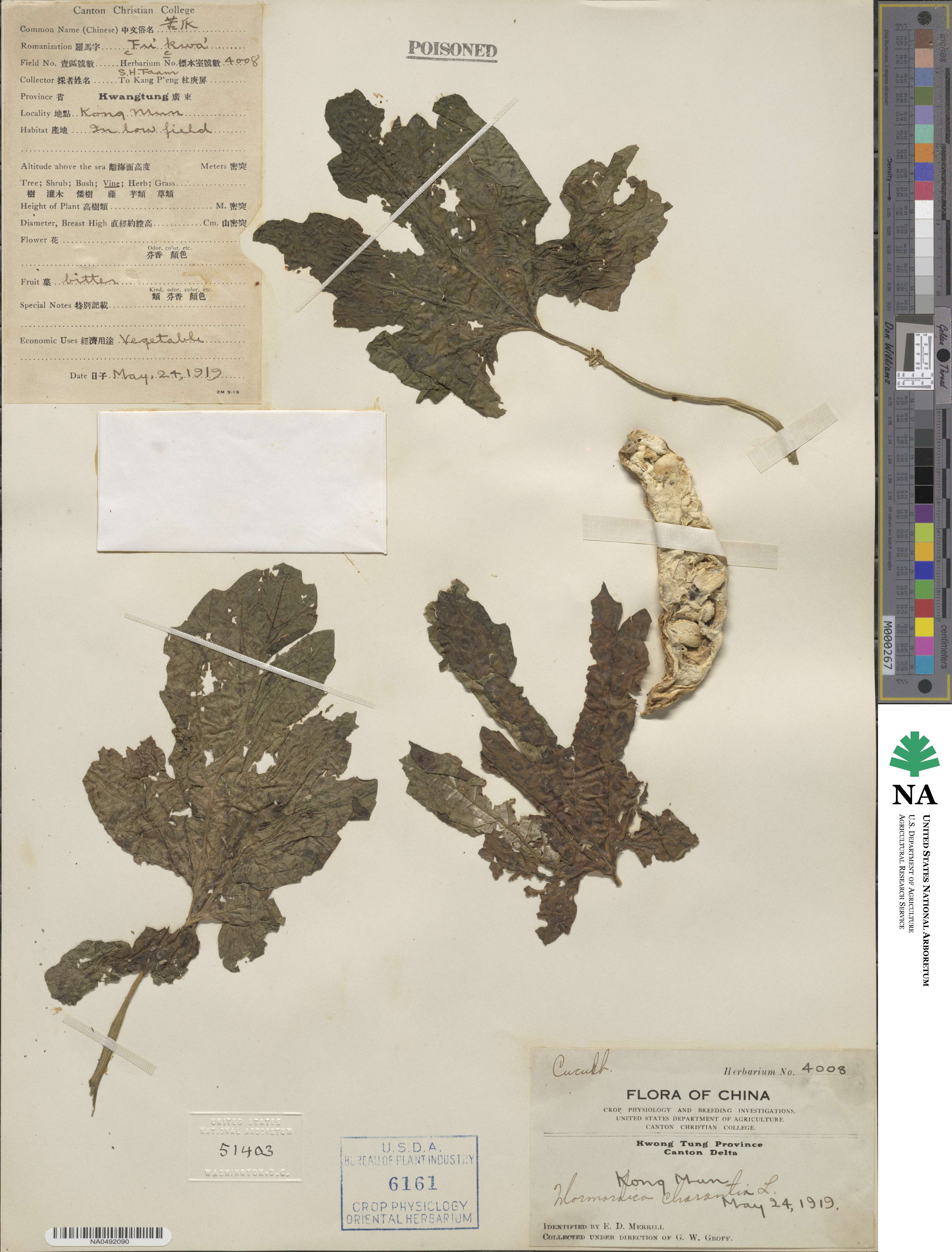 Momordica charantia image