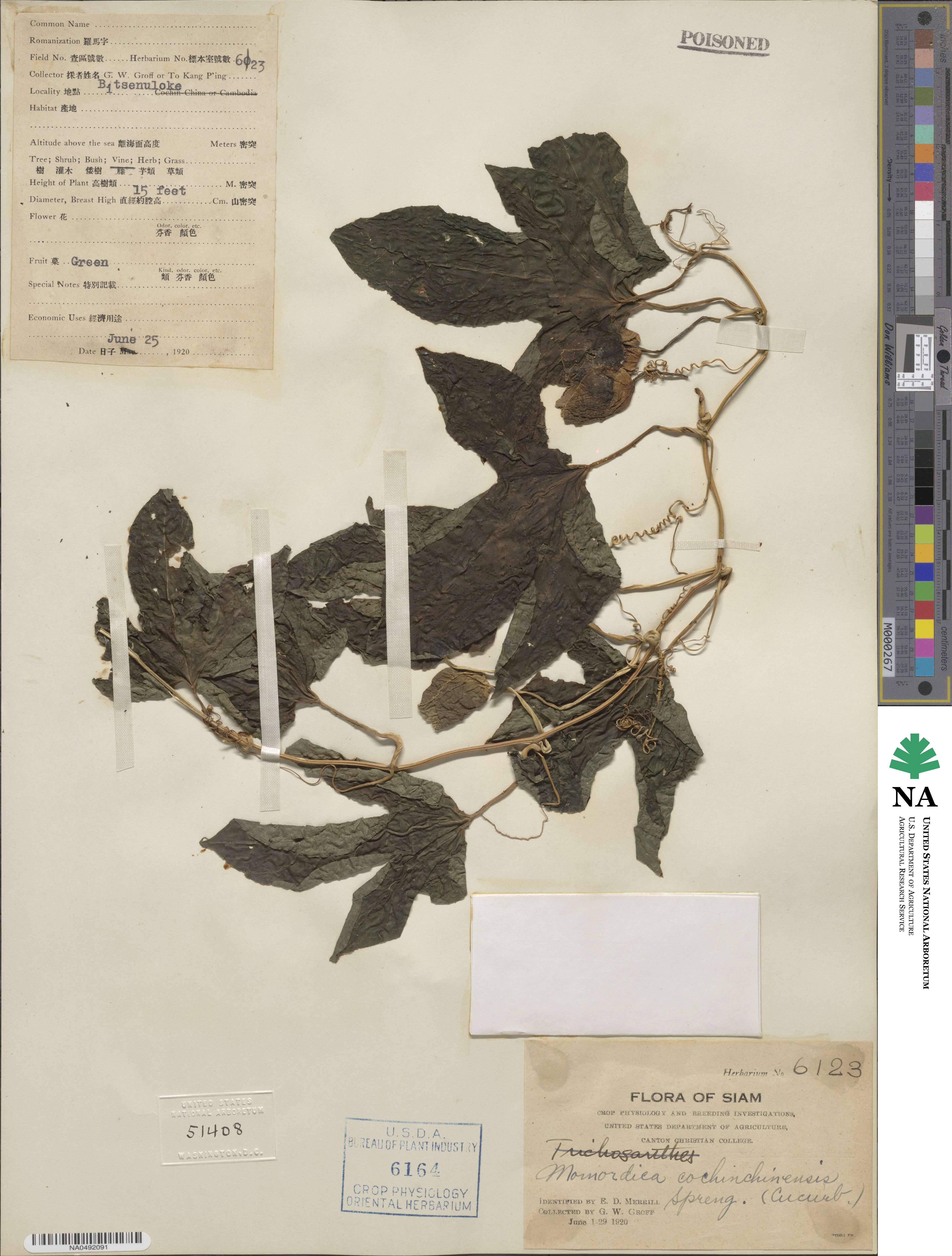 Momordica cochinchinensis image
