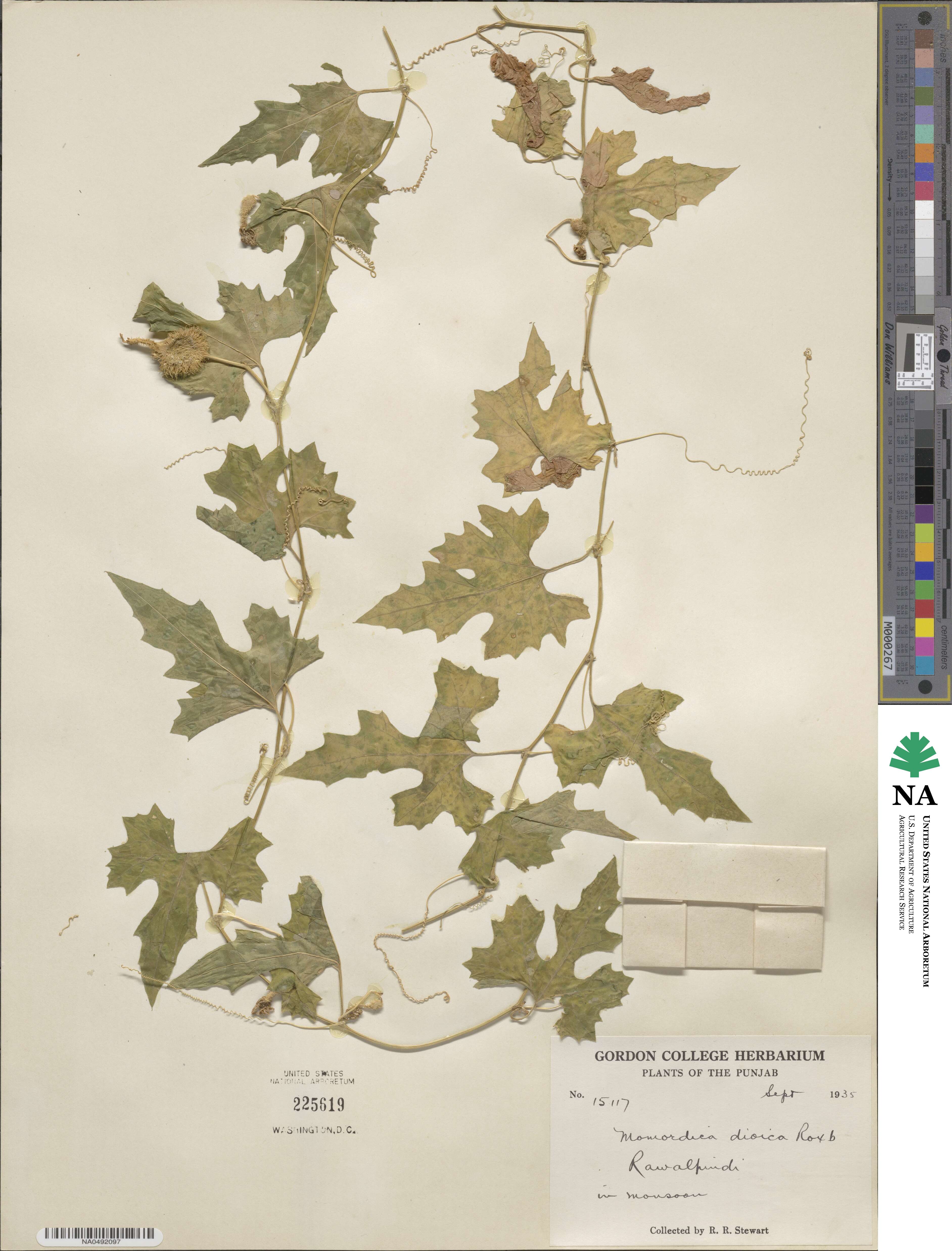 Momordica dioica image