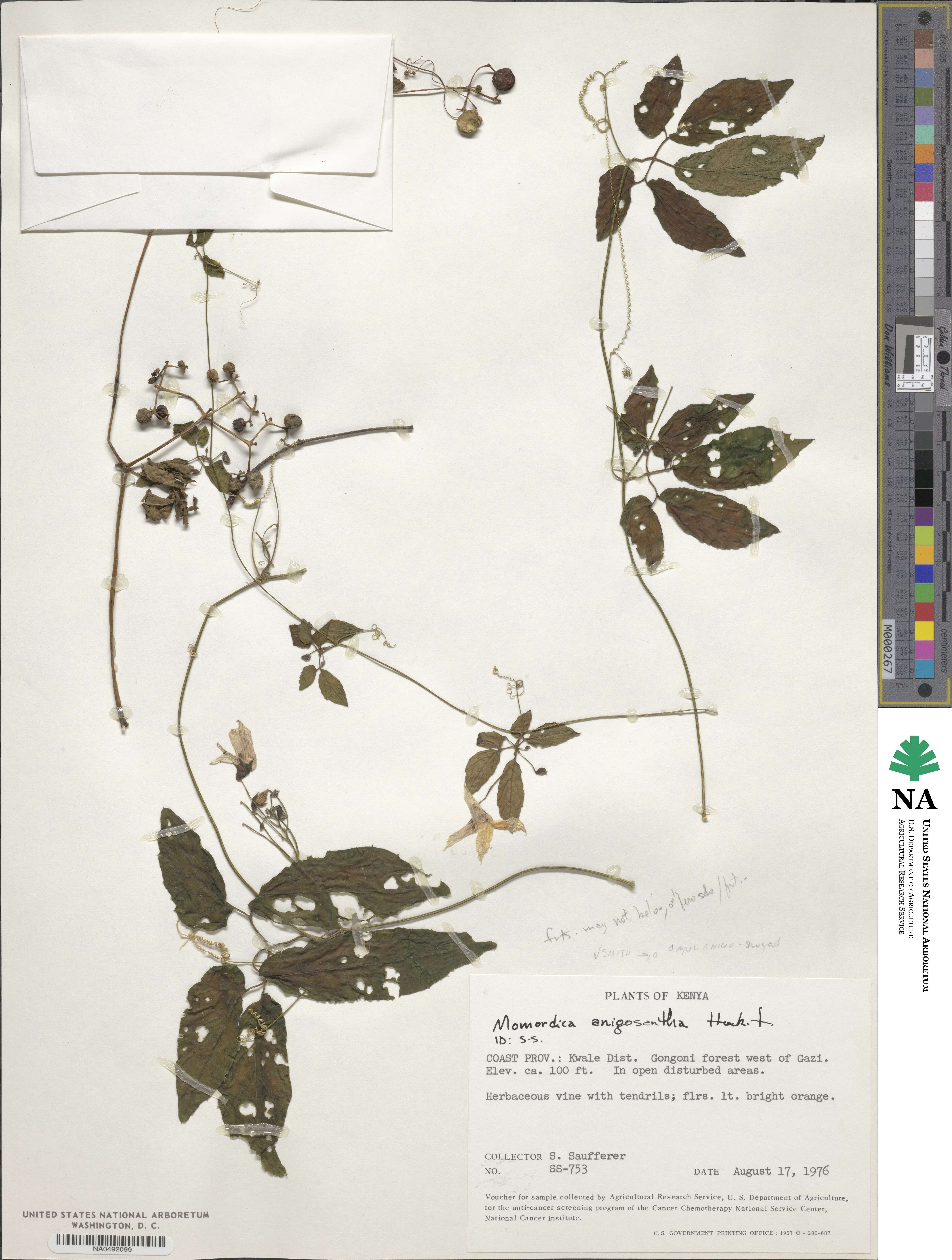 Momordica anigosantha image