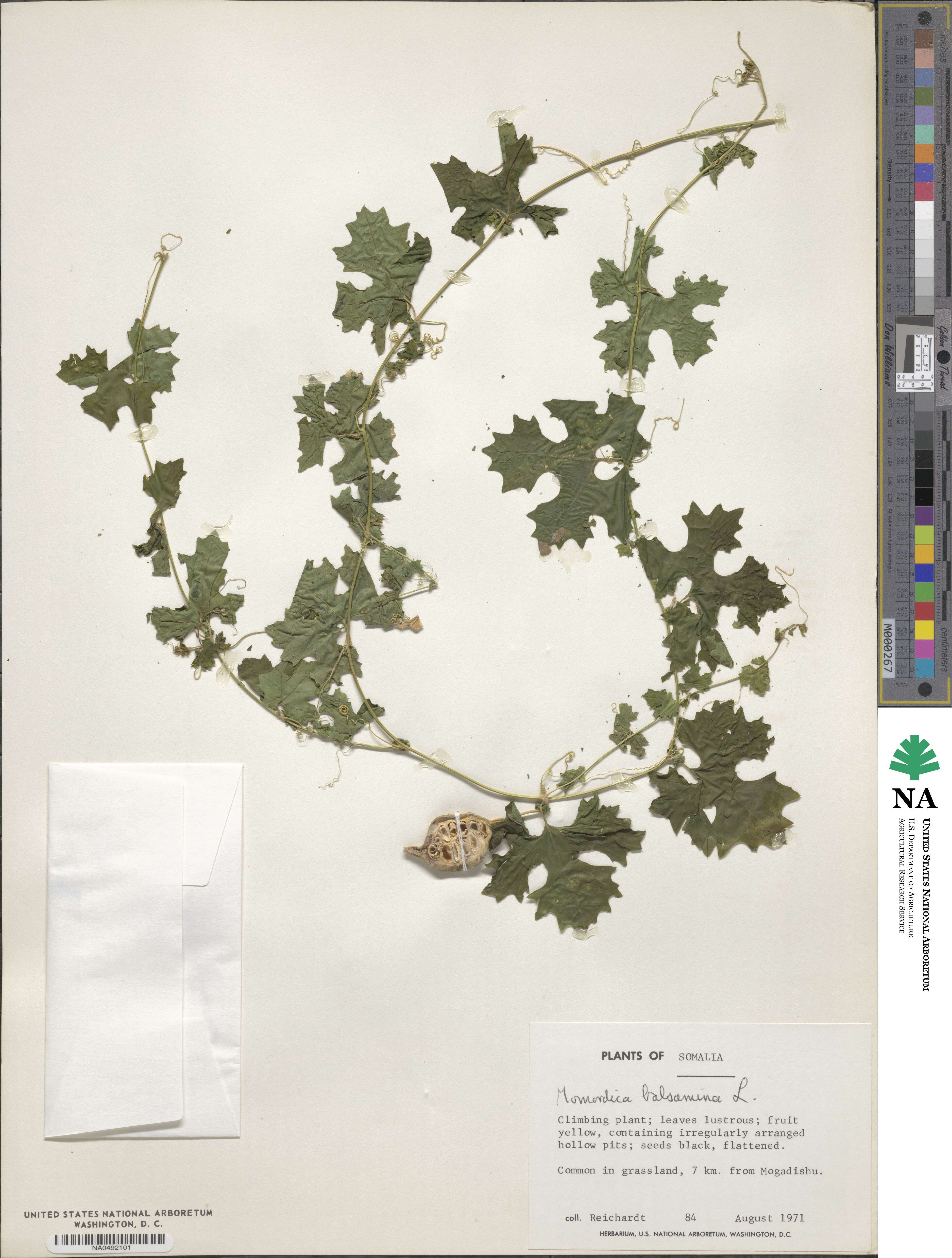 Momordica balsamina image