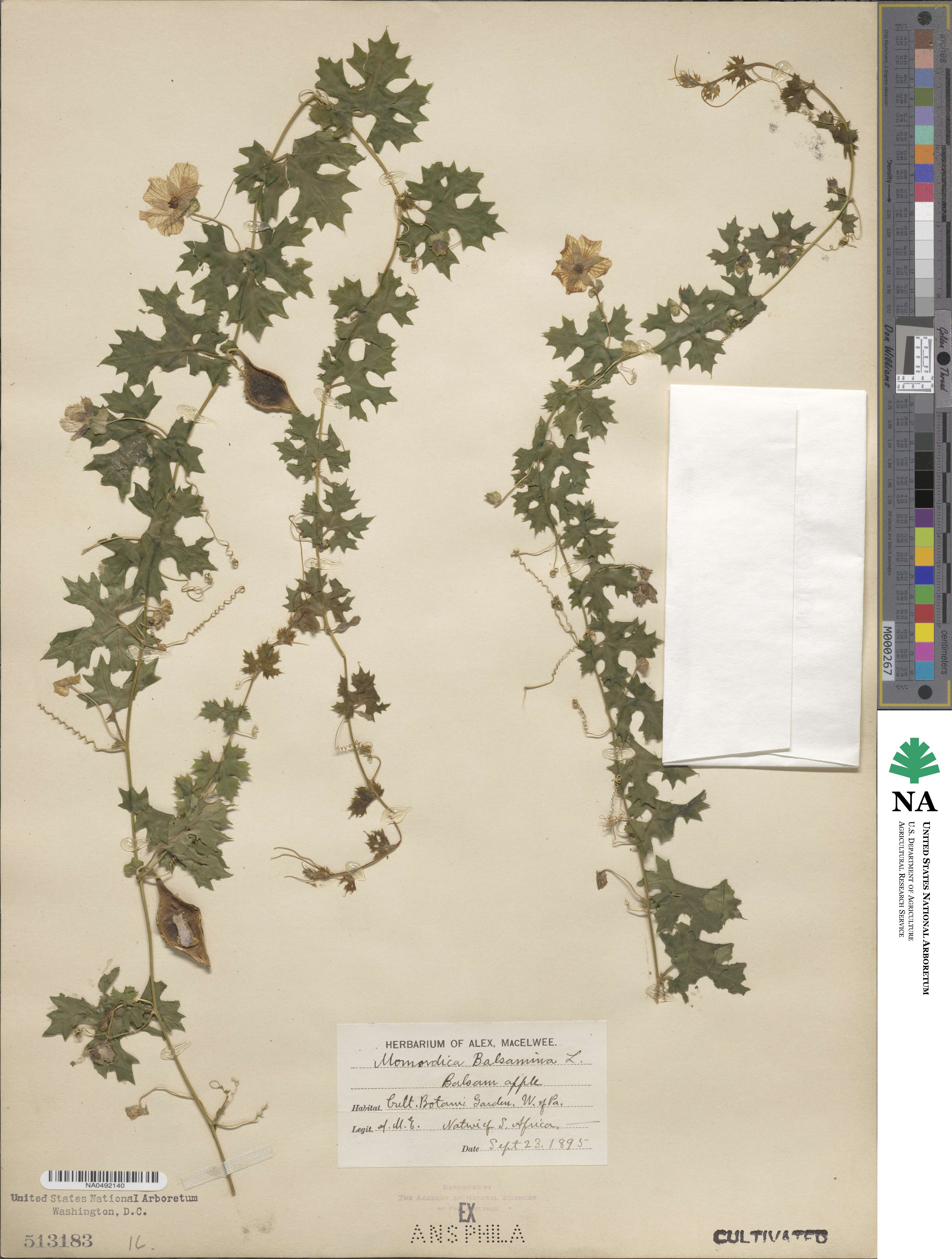 Momordica balsamina image