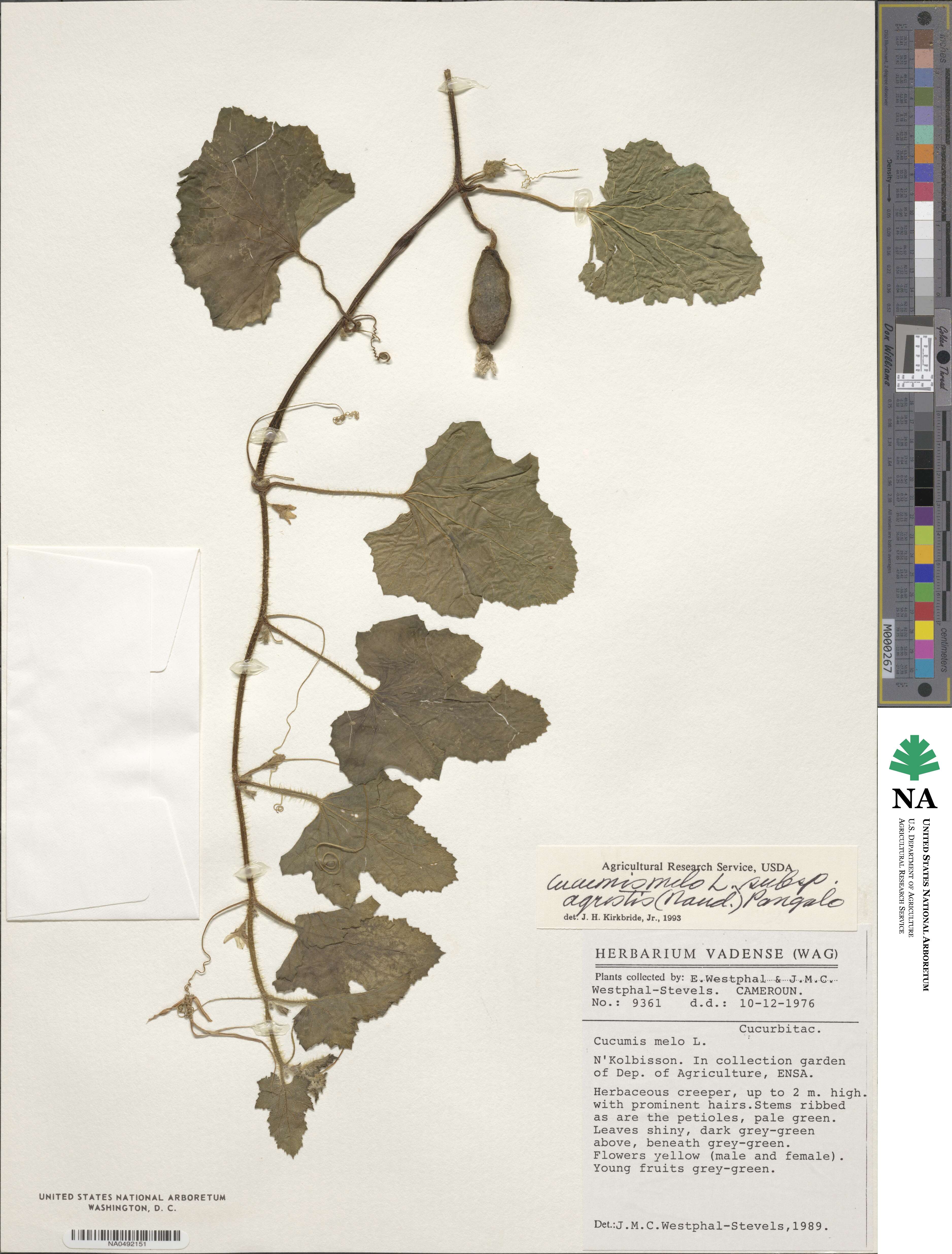 Cucumis melo var. agrestis image