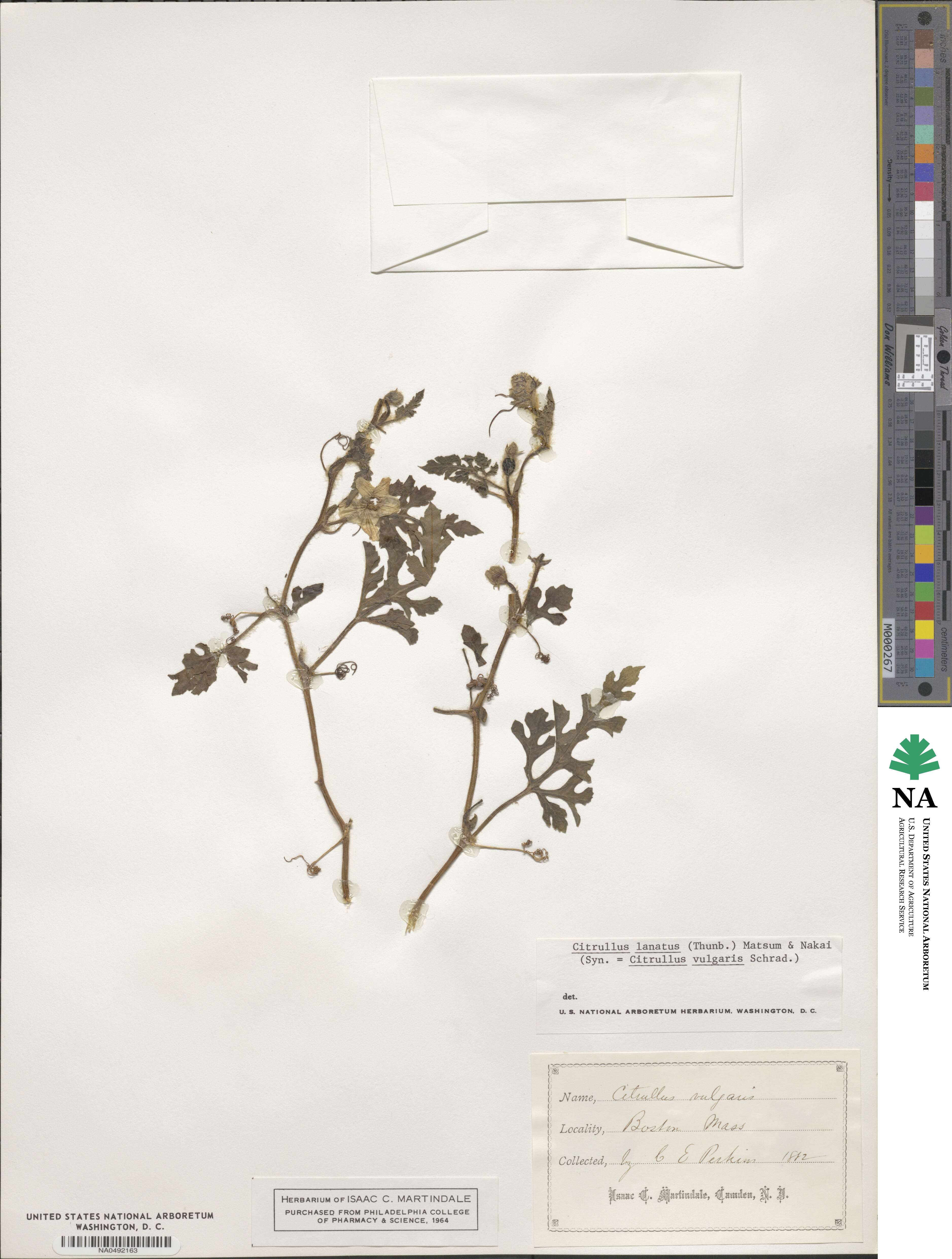 Citrullus lanatus image