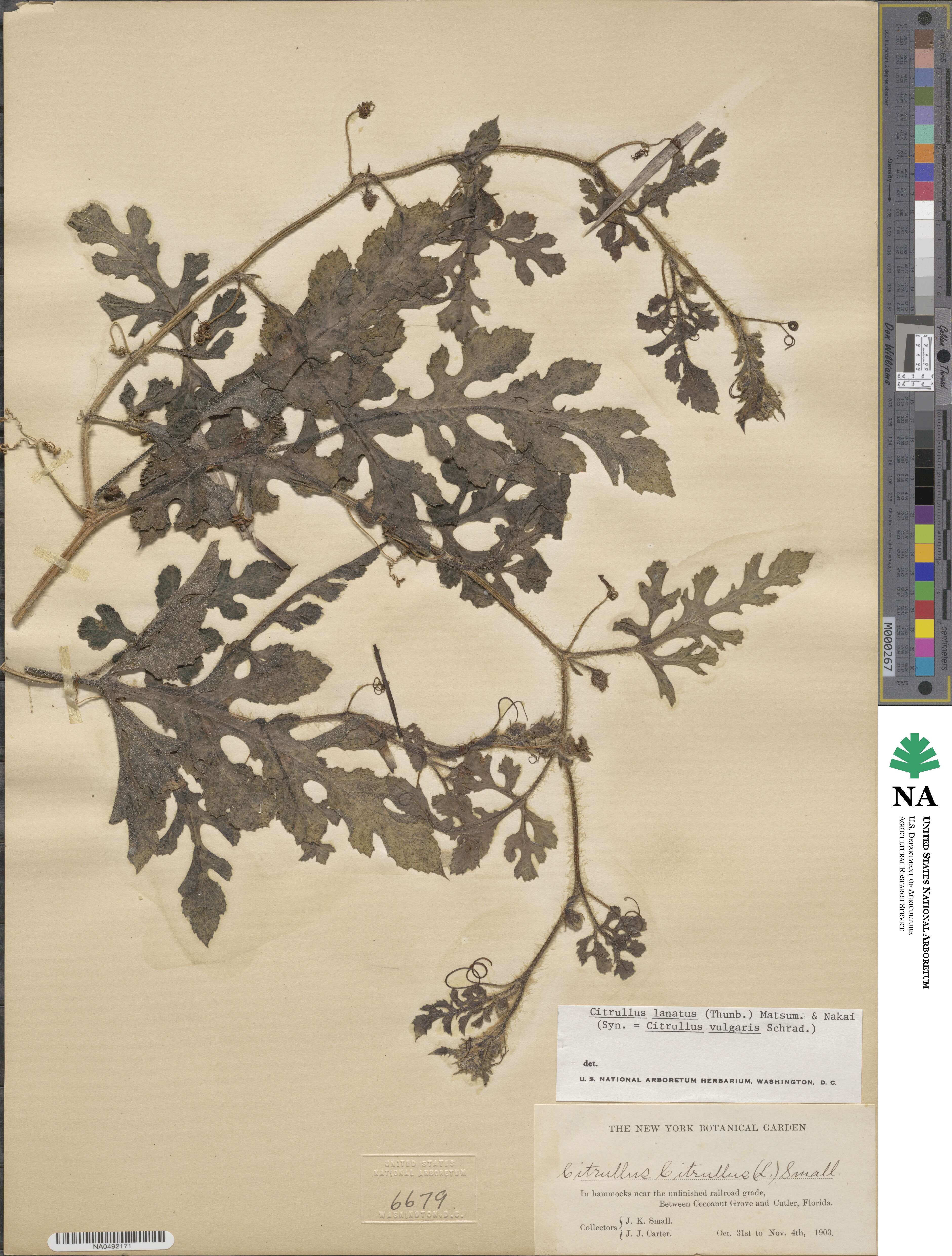 Citrullus lanatus image