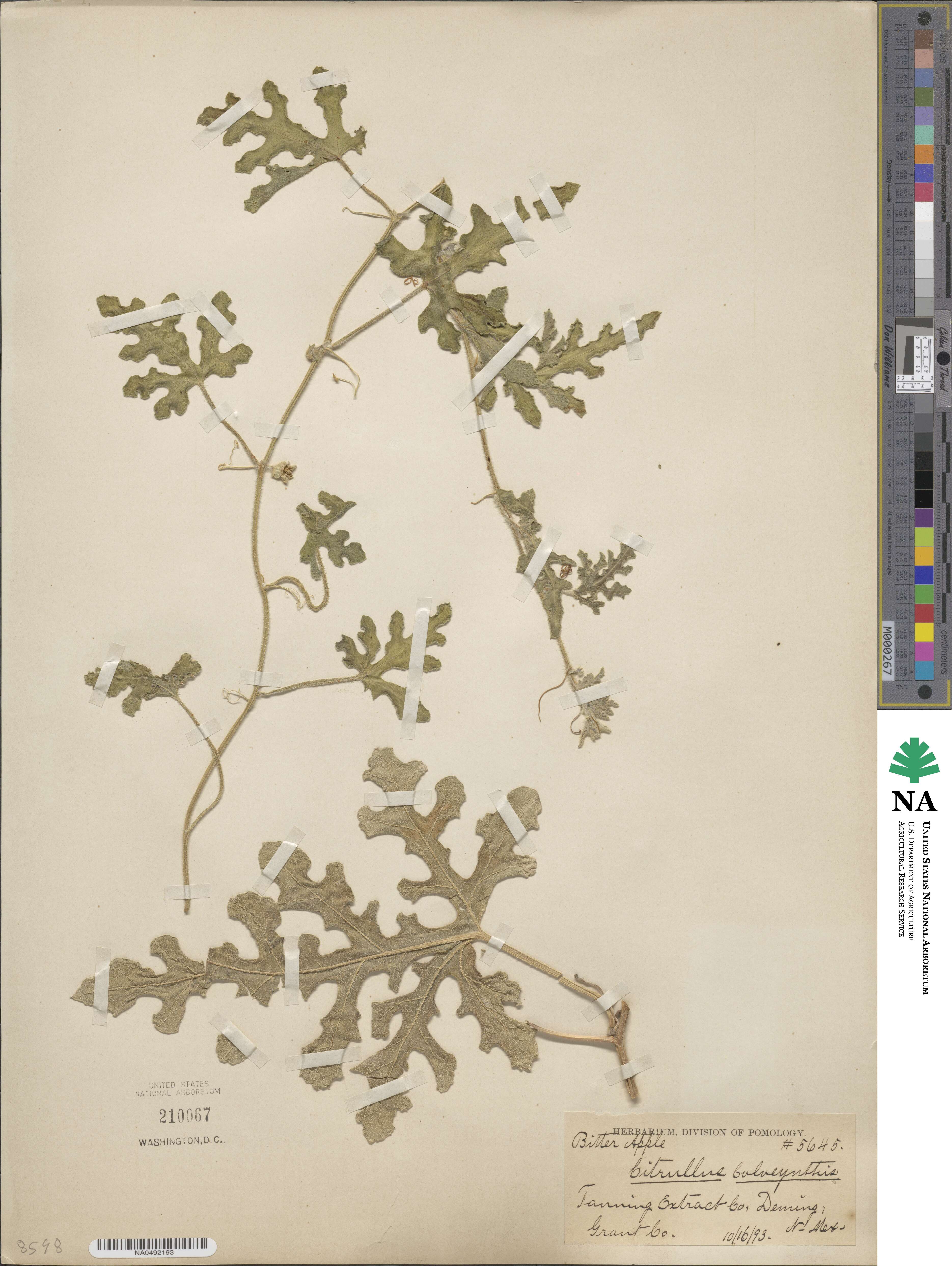 Citrullus colocynthis image