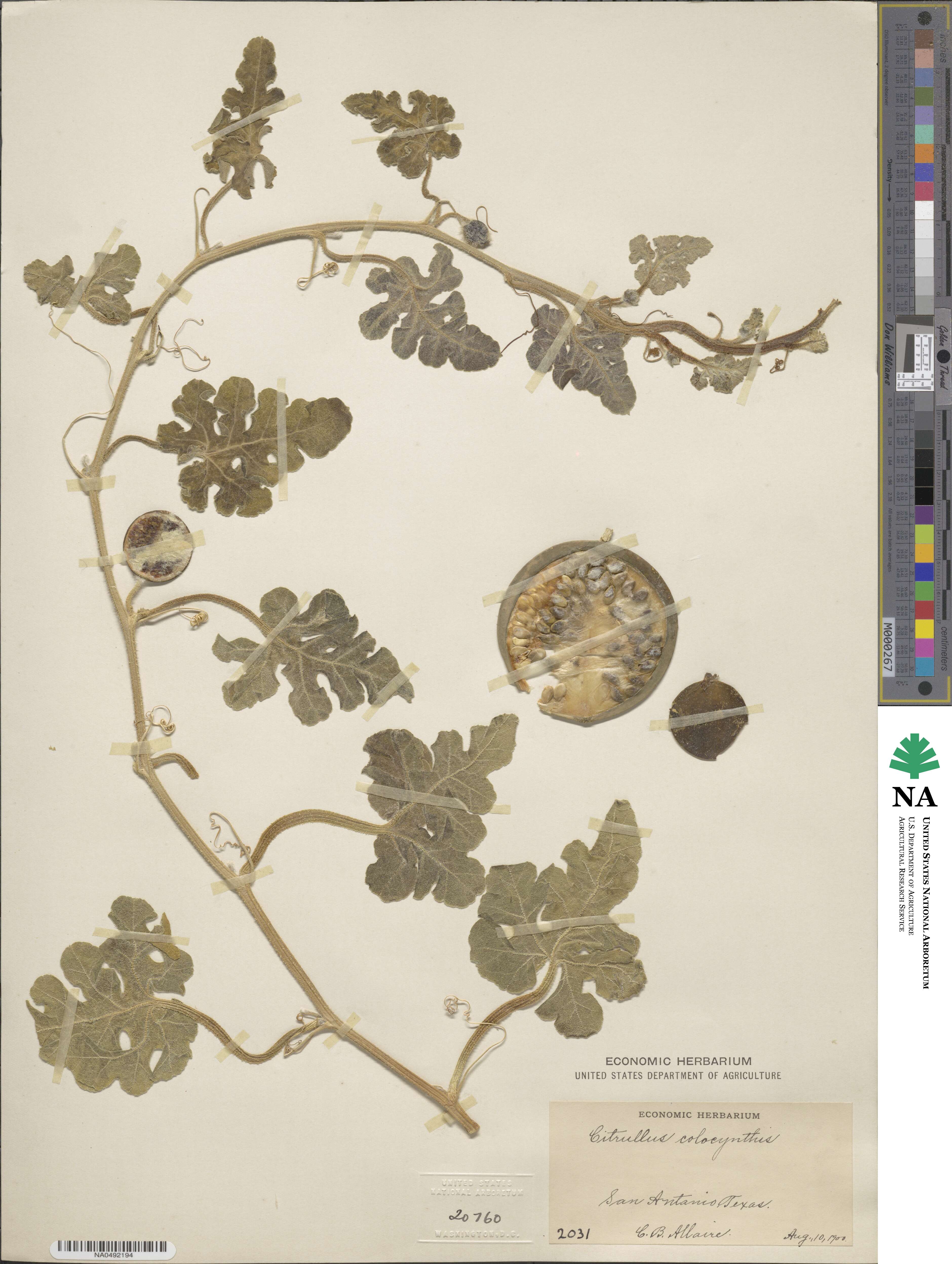 Citrullus colocynthis image
