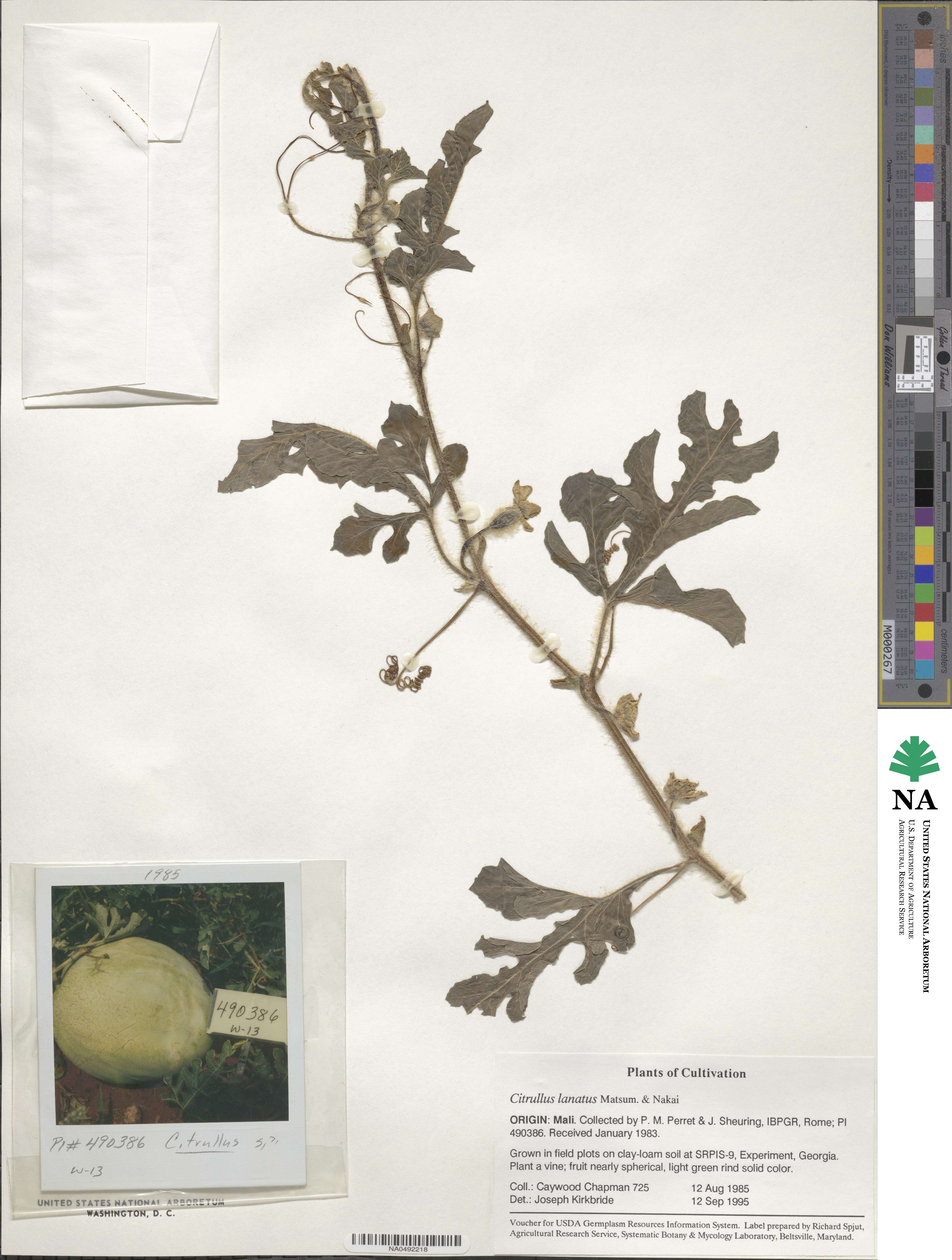 Citrullus lanatus image