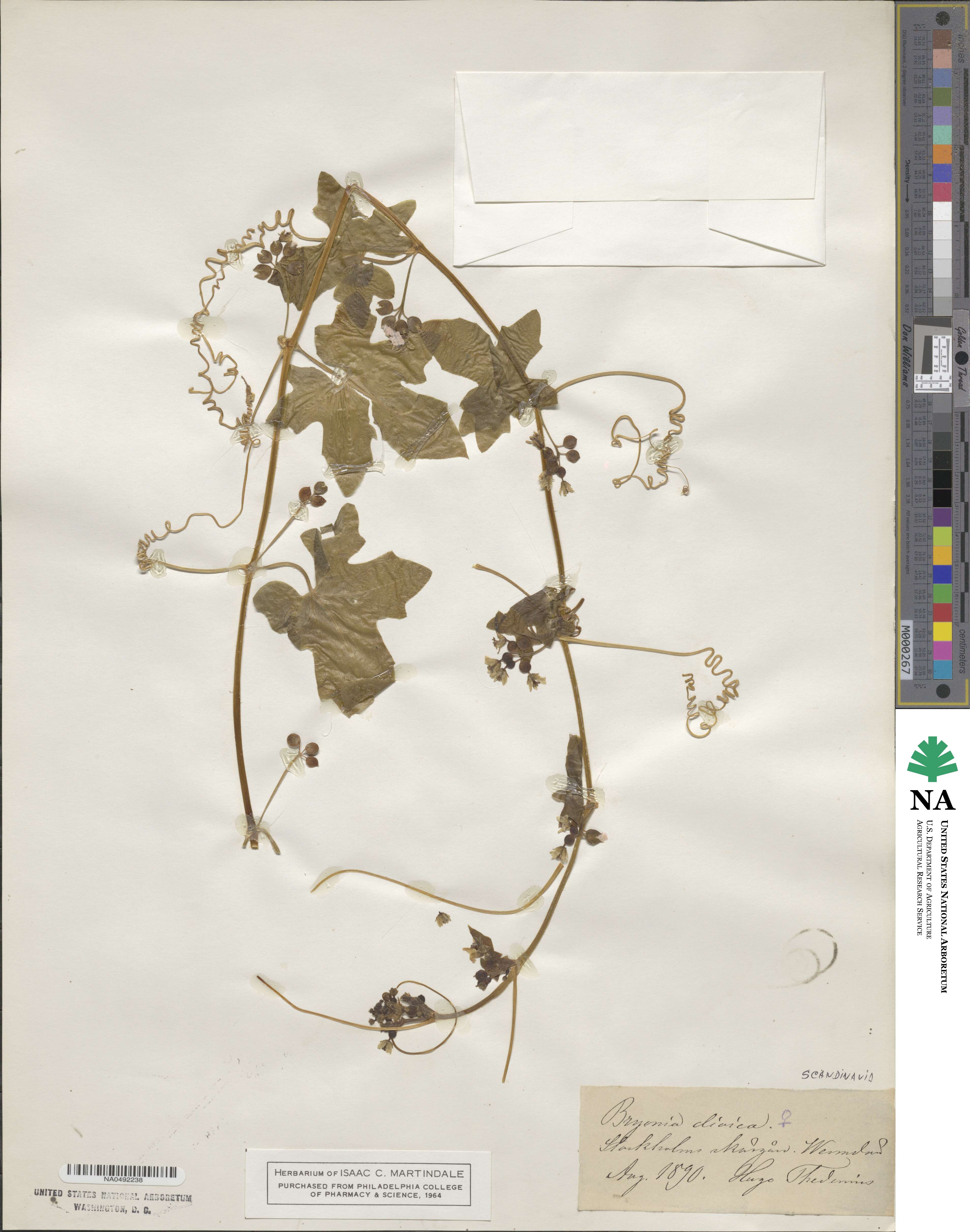 Bryonia cretica image