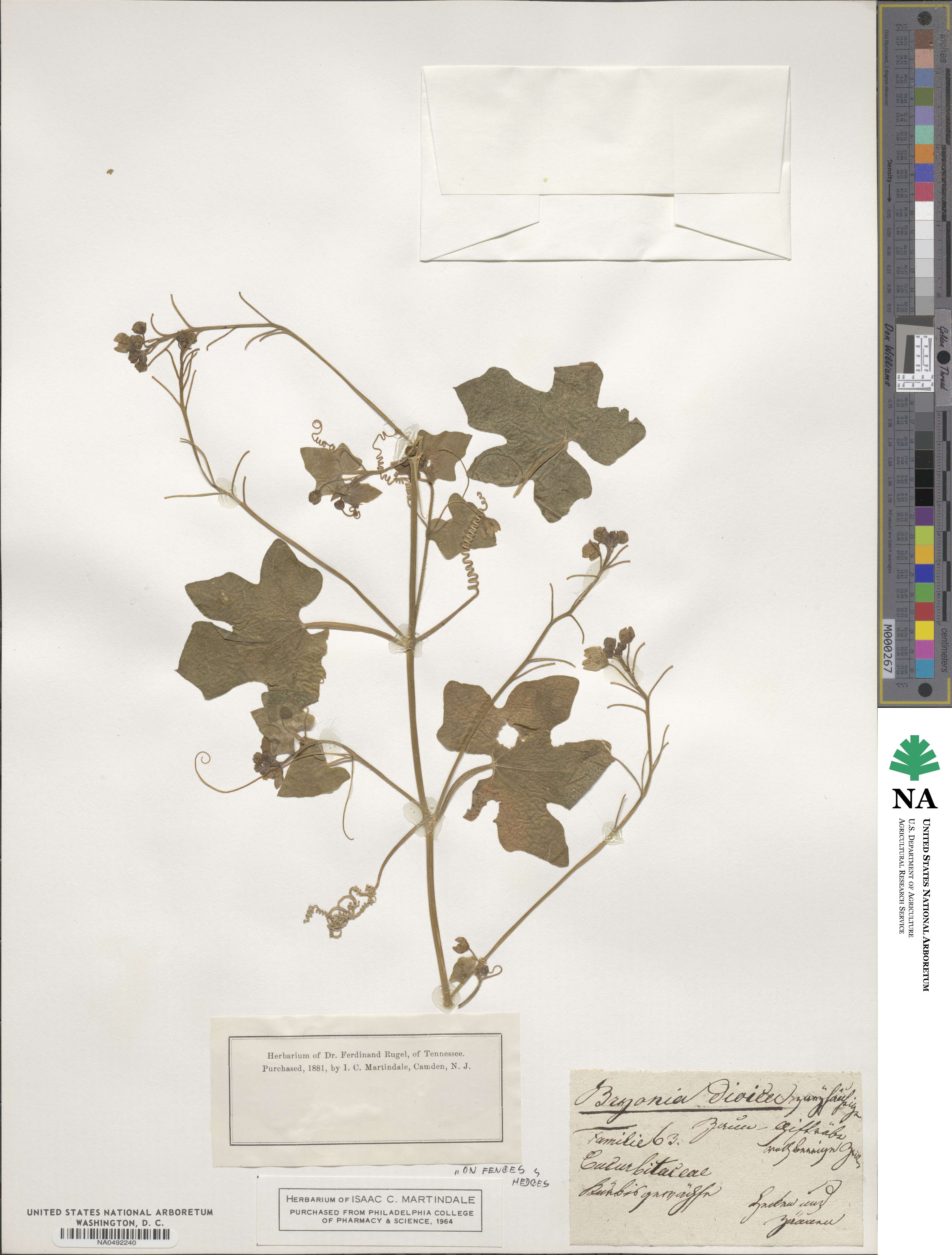 Bryonia cretica image