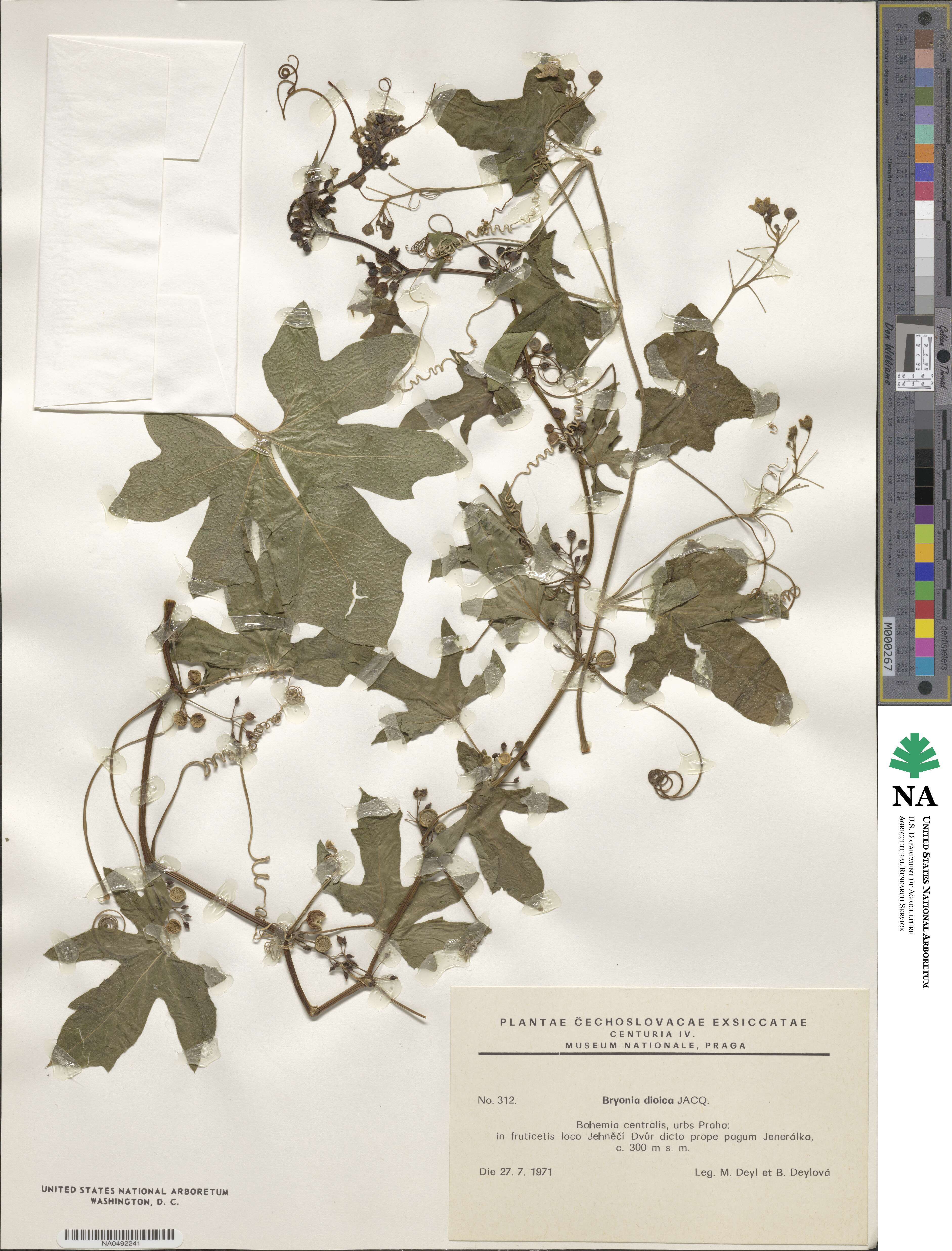 Bryonia cretica image