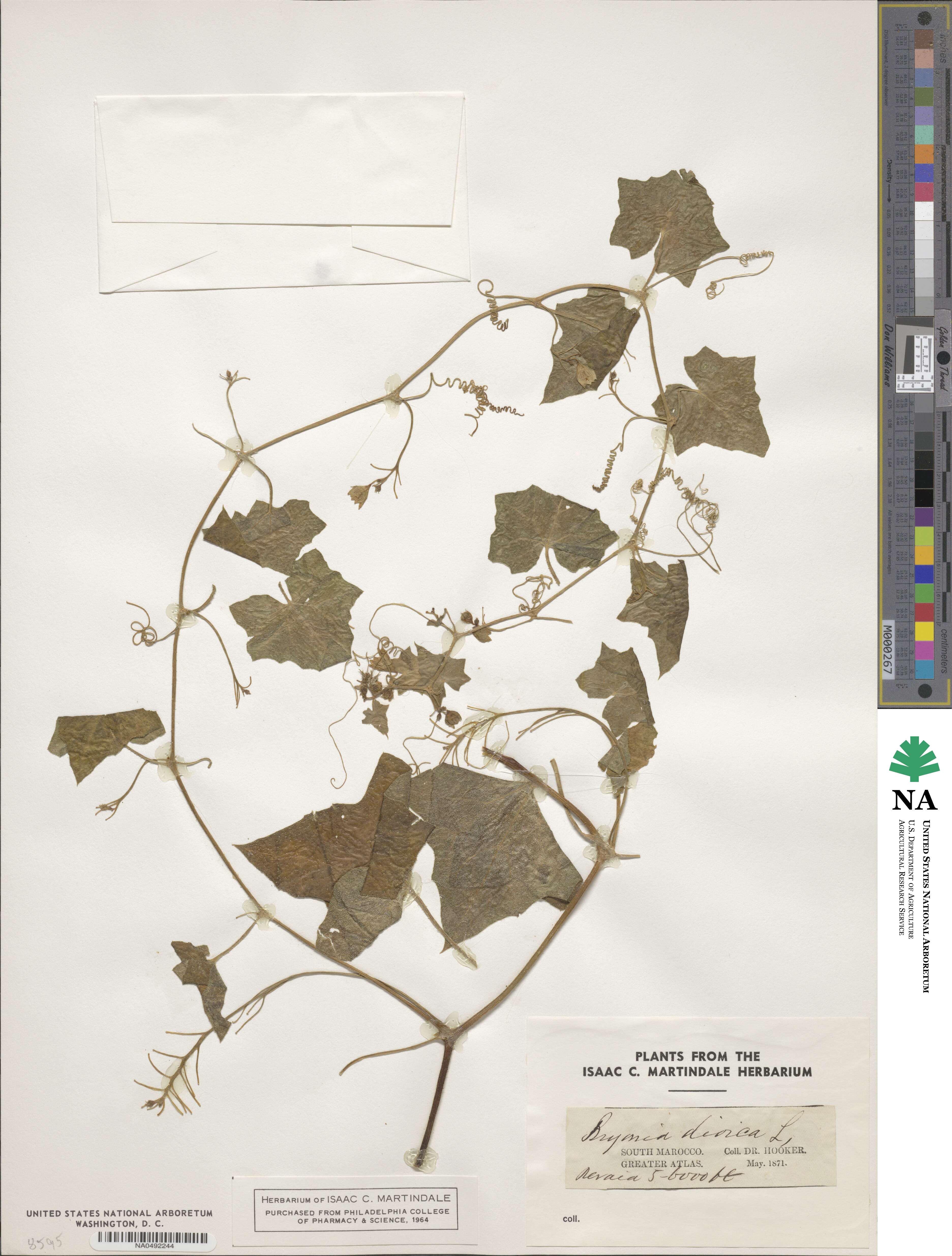 Bryonia dioica image