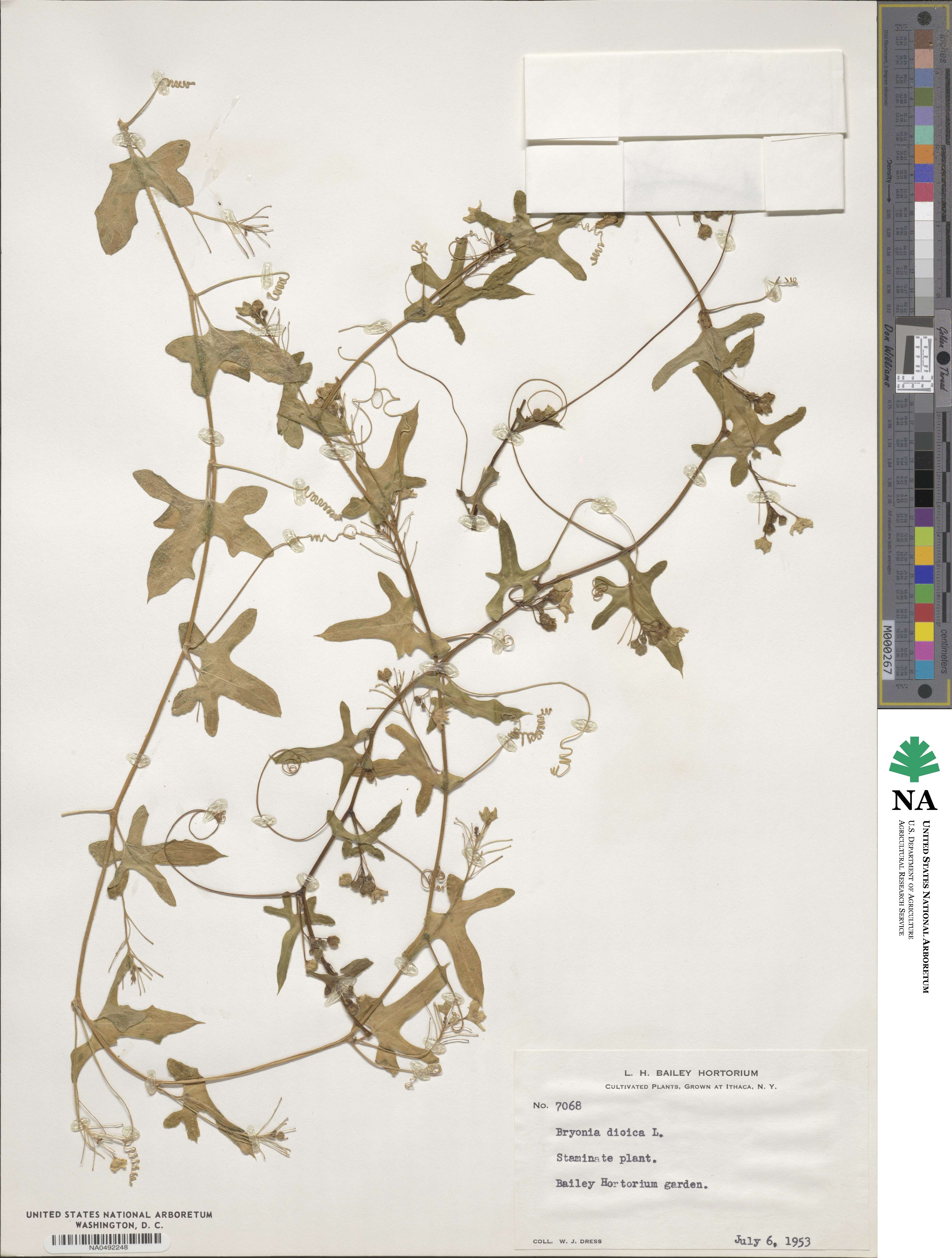 Bryonia dioica image