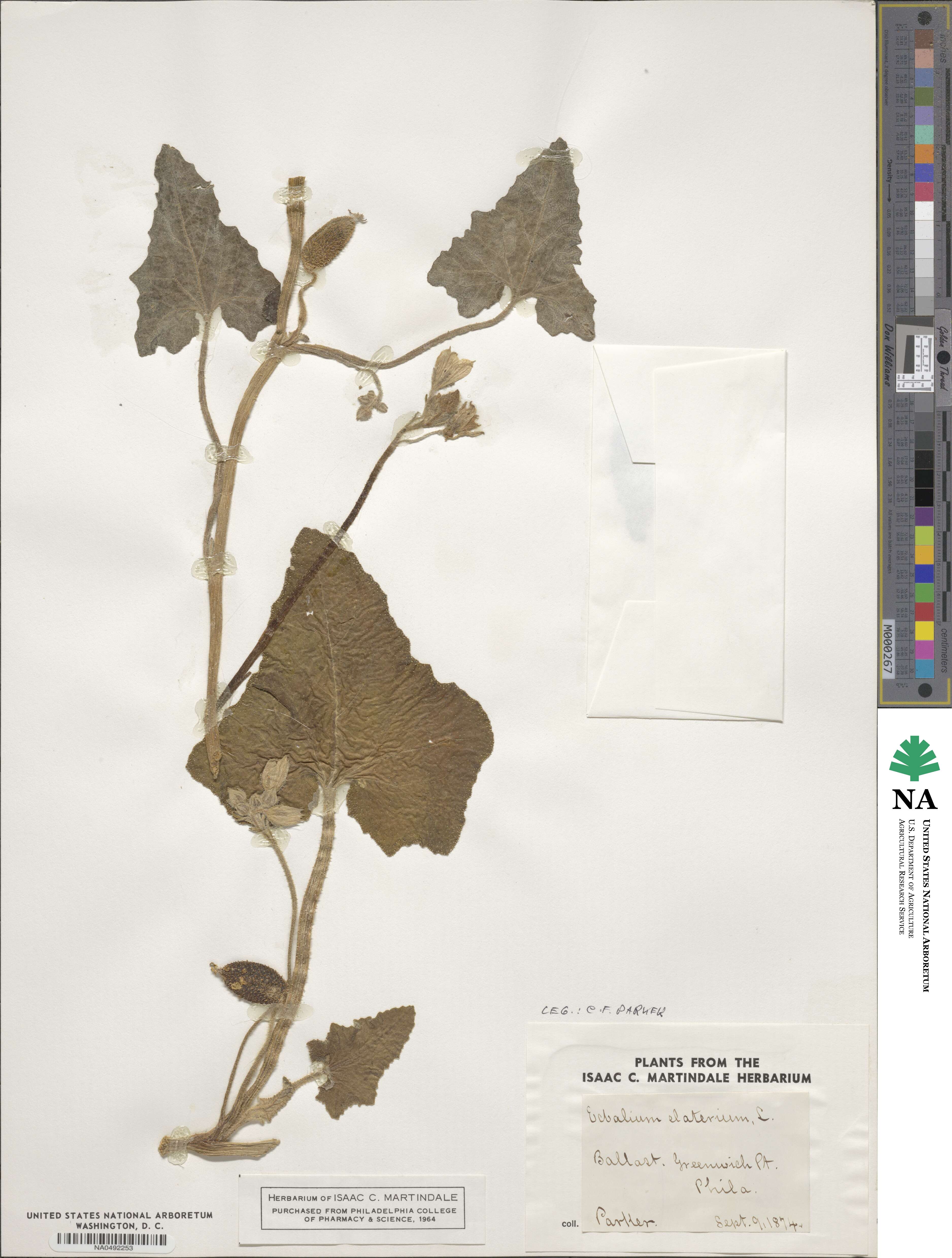 Ecballium elaterium image