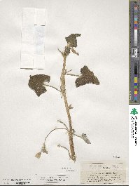 Ecballium elaterium image