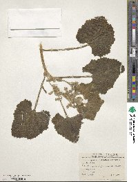 Ecballium elaterium image