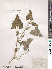 Ecballium elaterium image