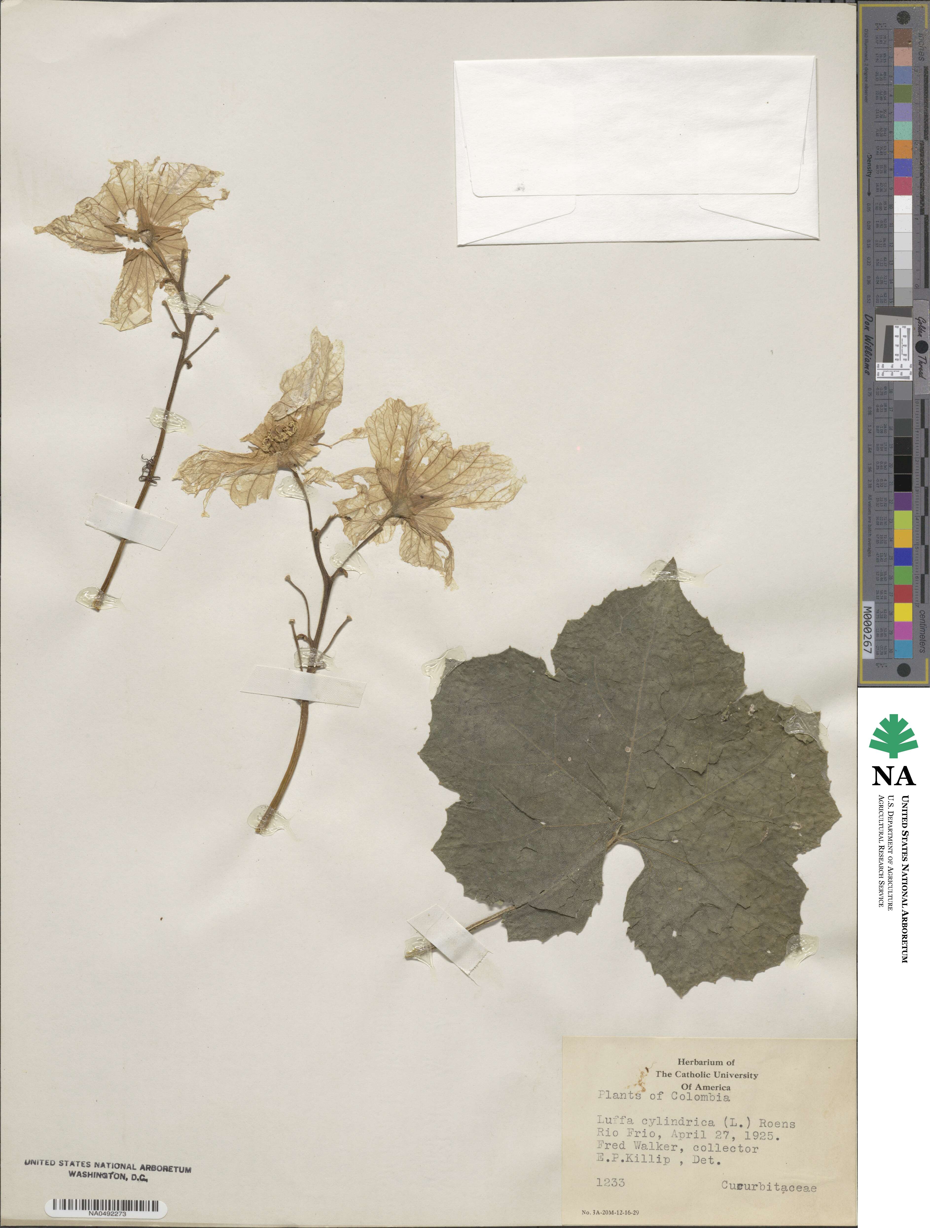 Momordica cylindrica image