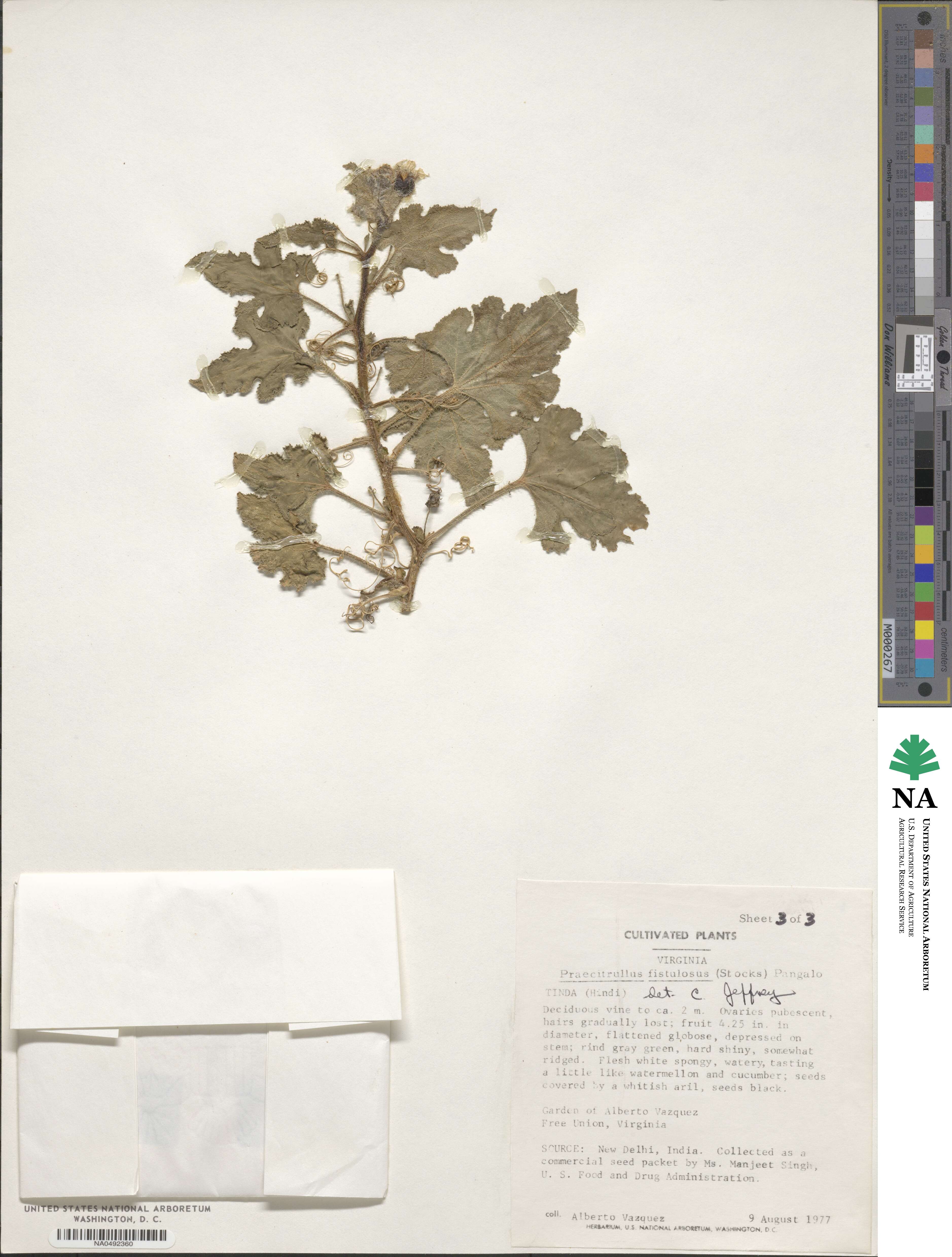 Benincasa fistulosa image