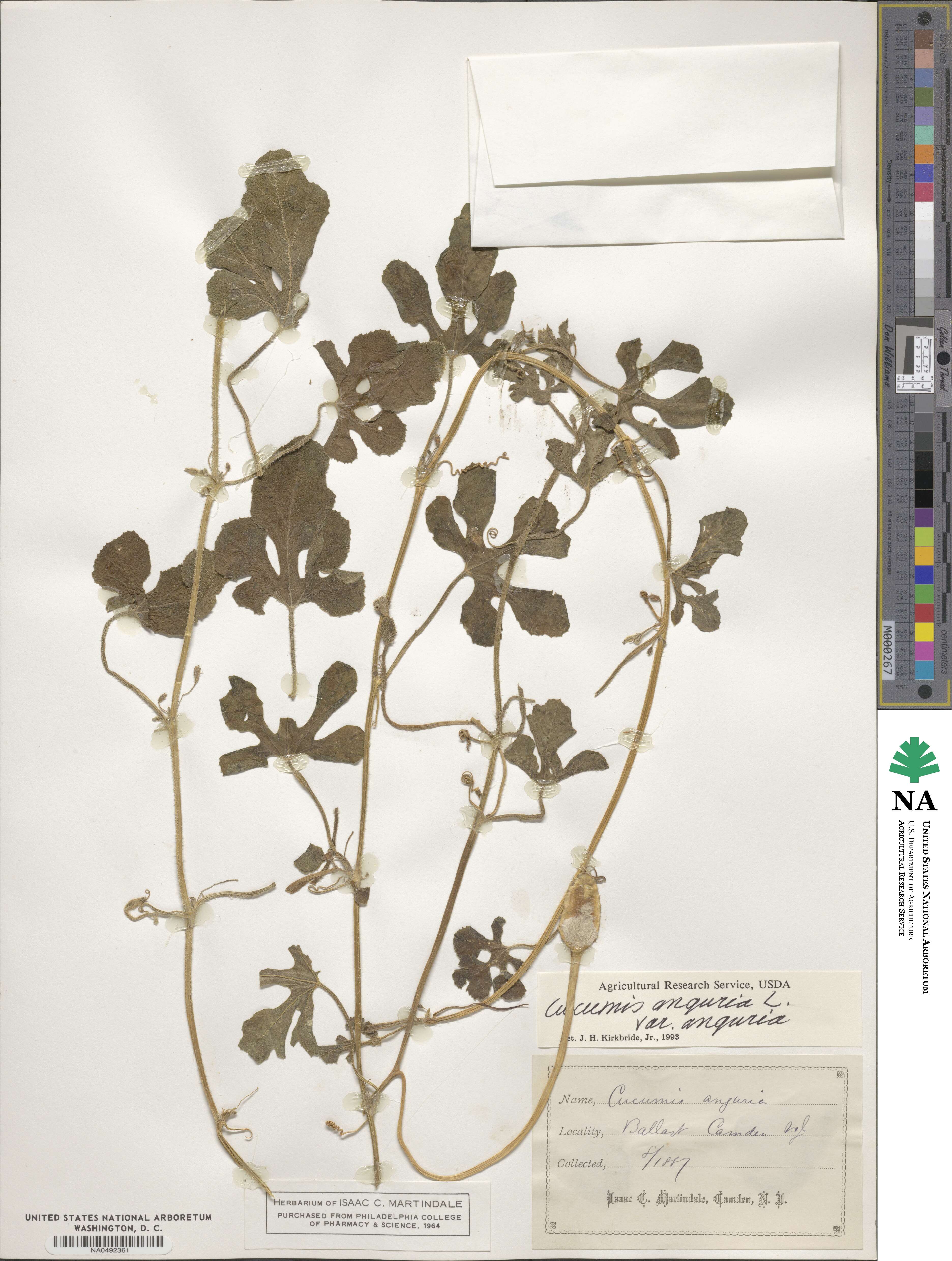 Cucumis anguria image