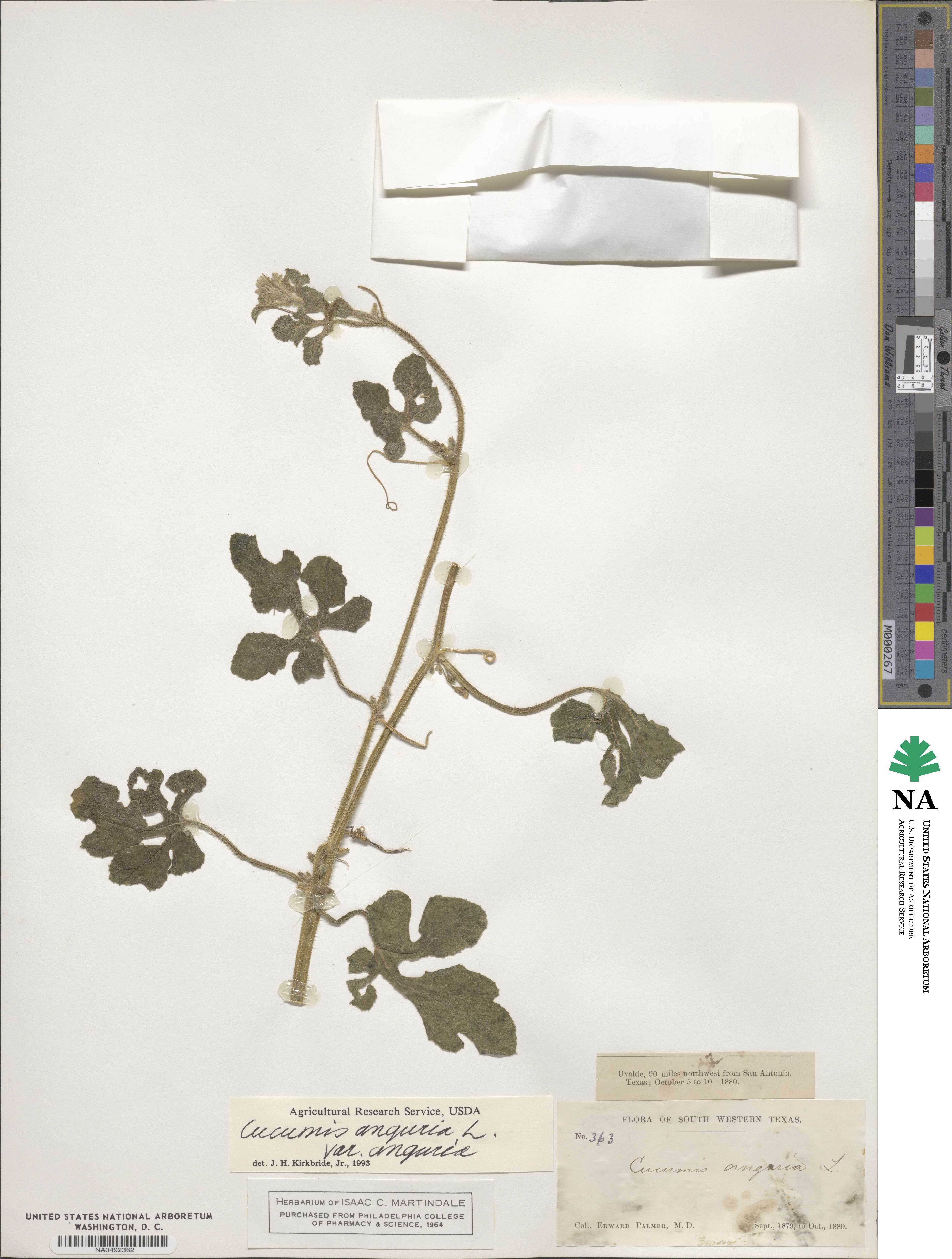 Cucumis anguria image