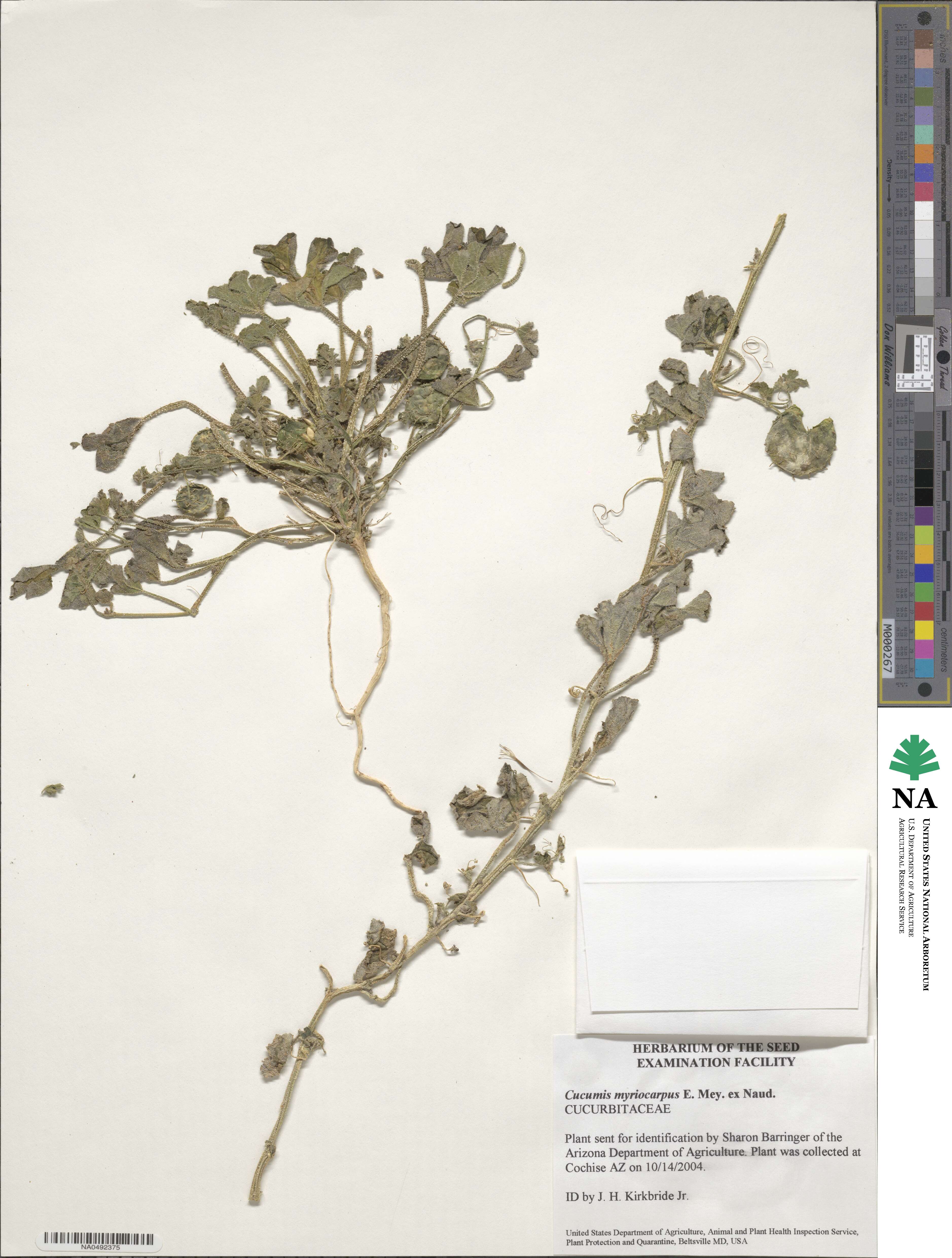 Cucumis myriocarpus image
