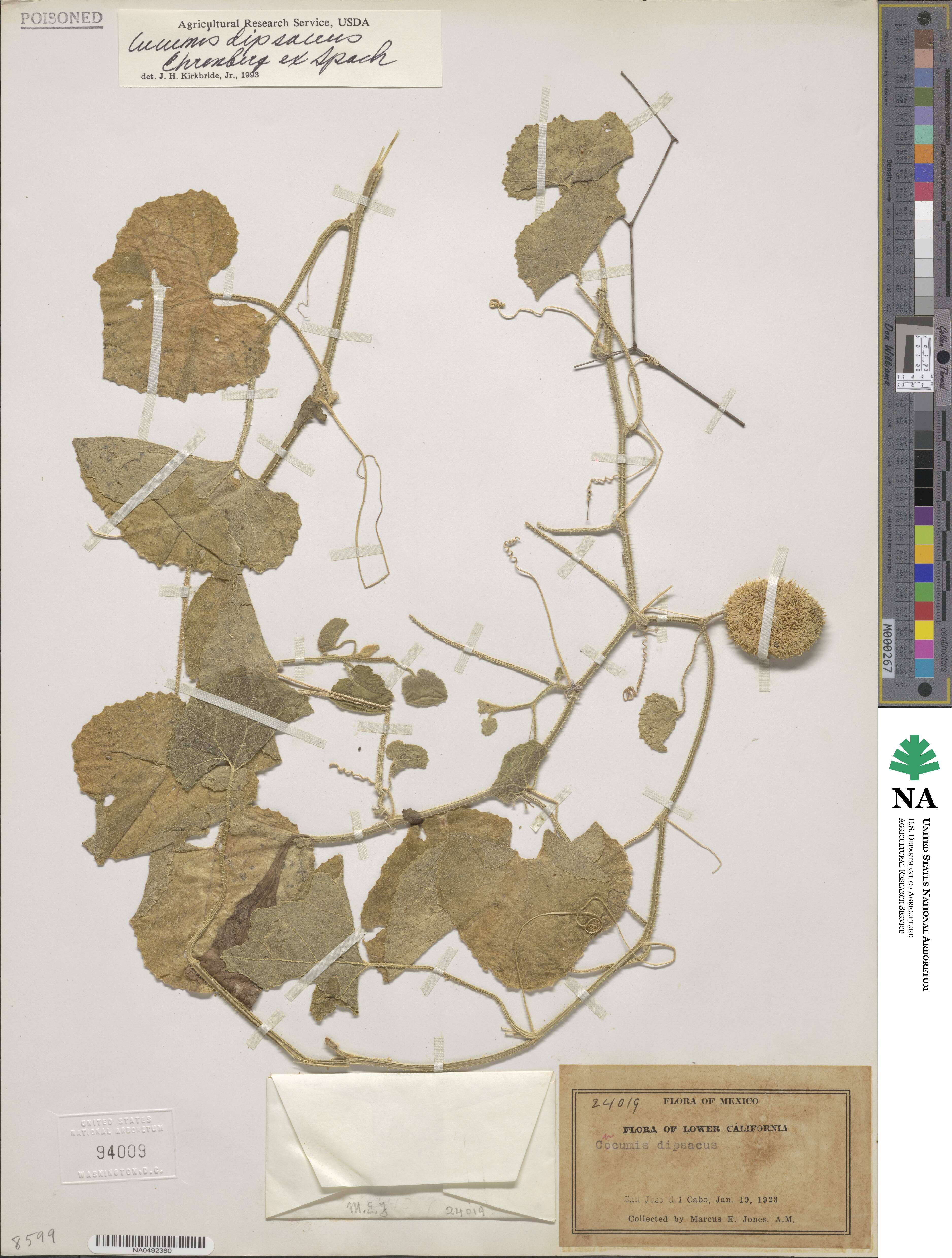 Cucumis dipsaceus image
