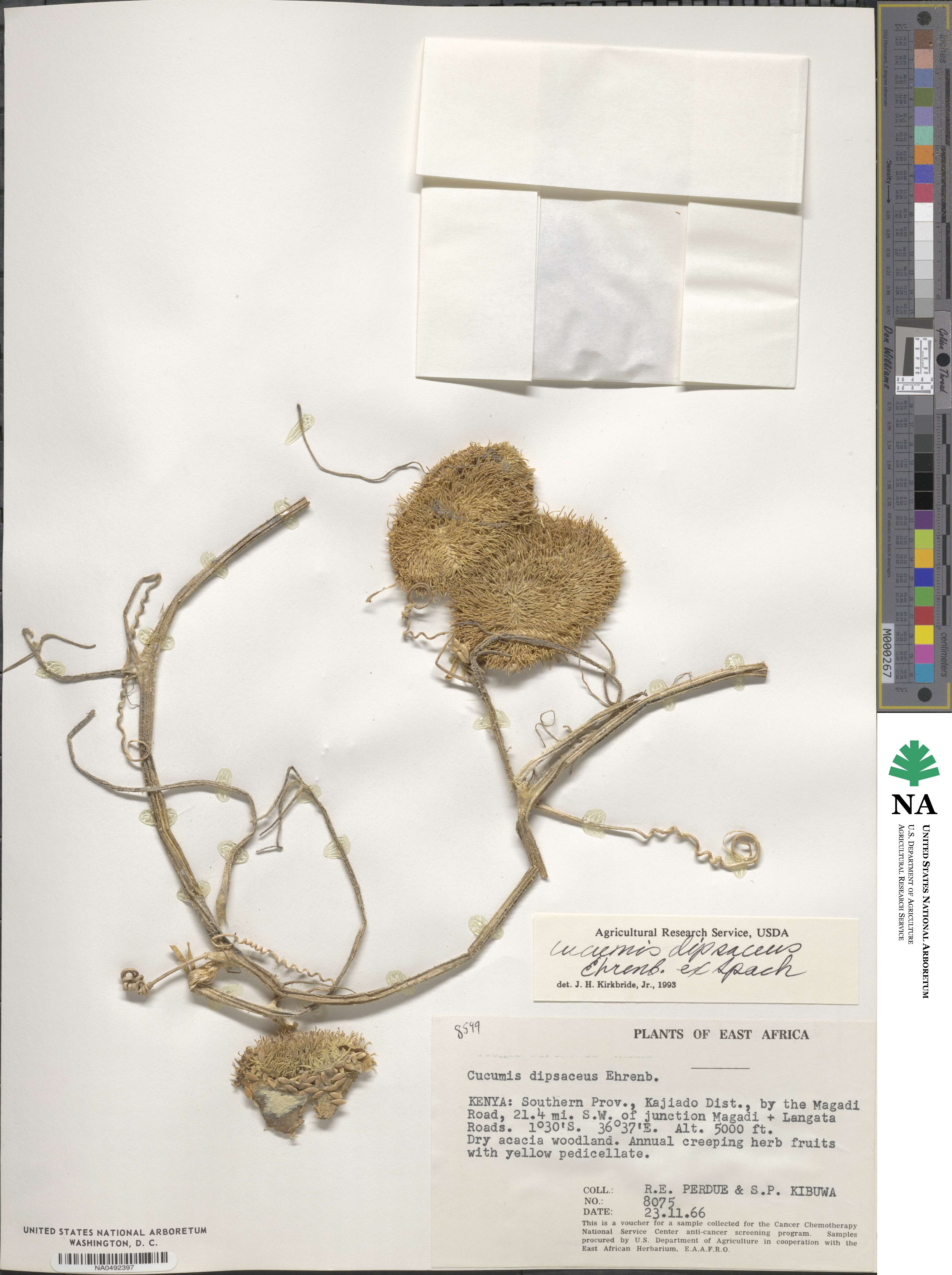 Cucumis dipsaceus image