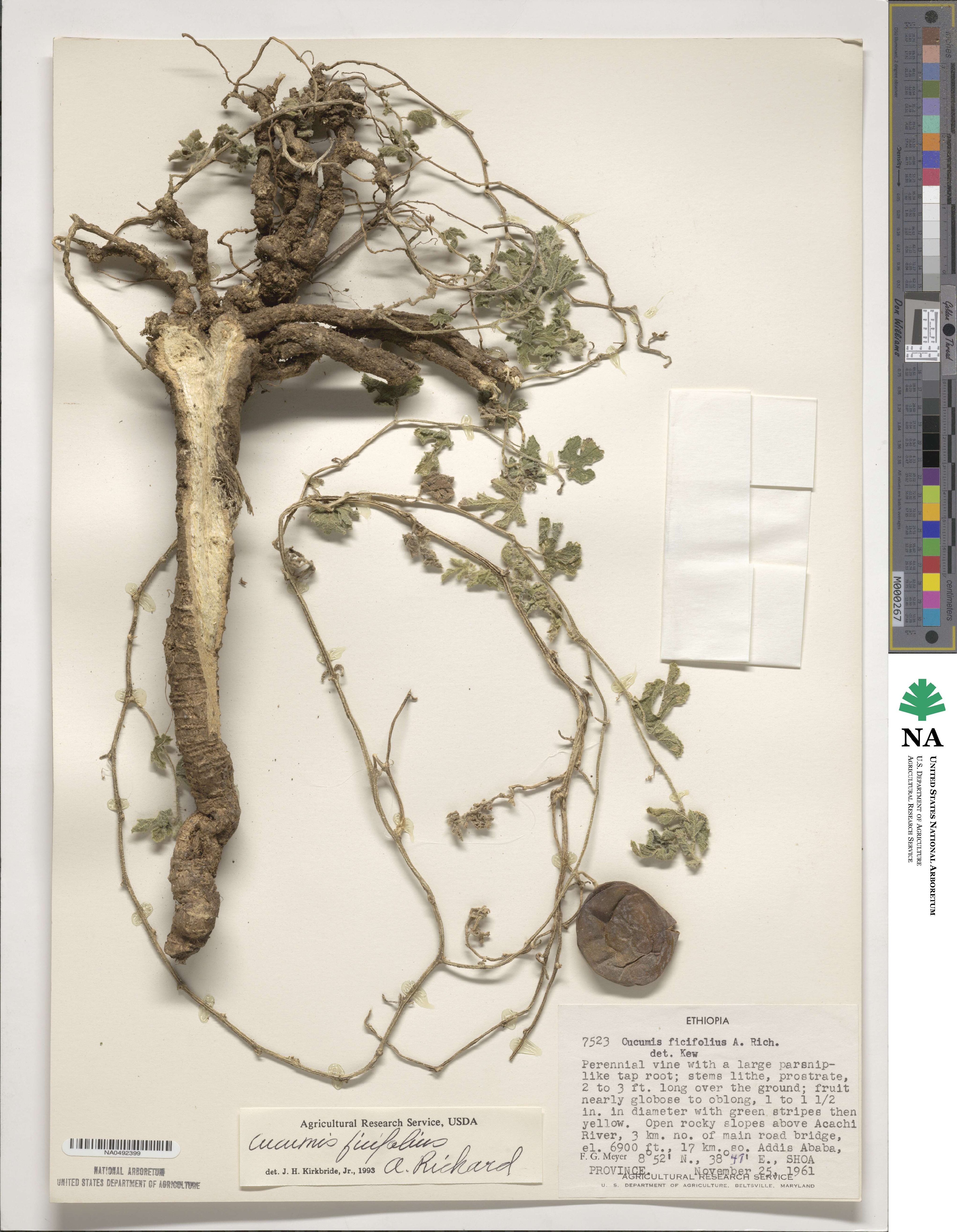 Cucumis ficifolius image