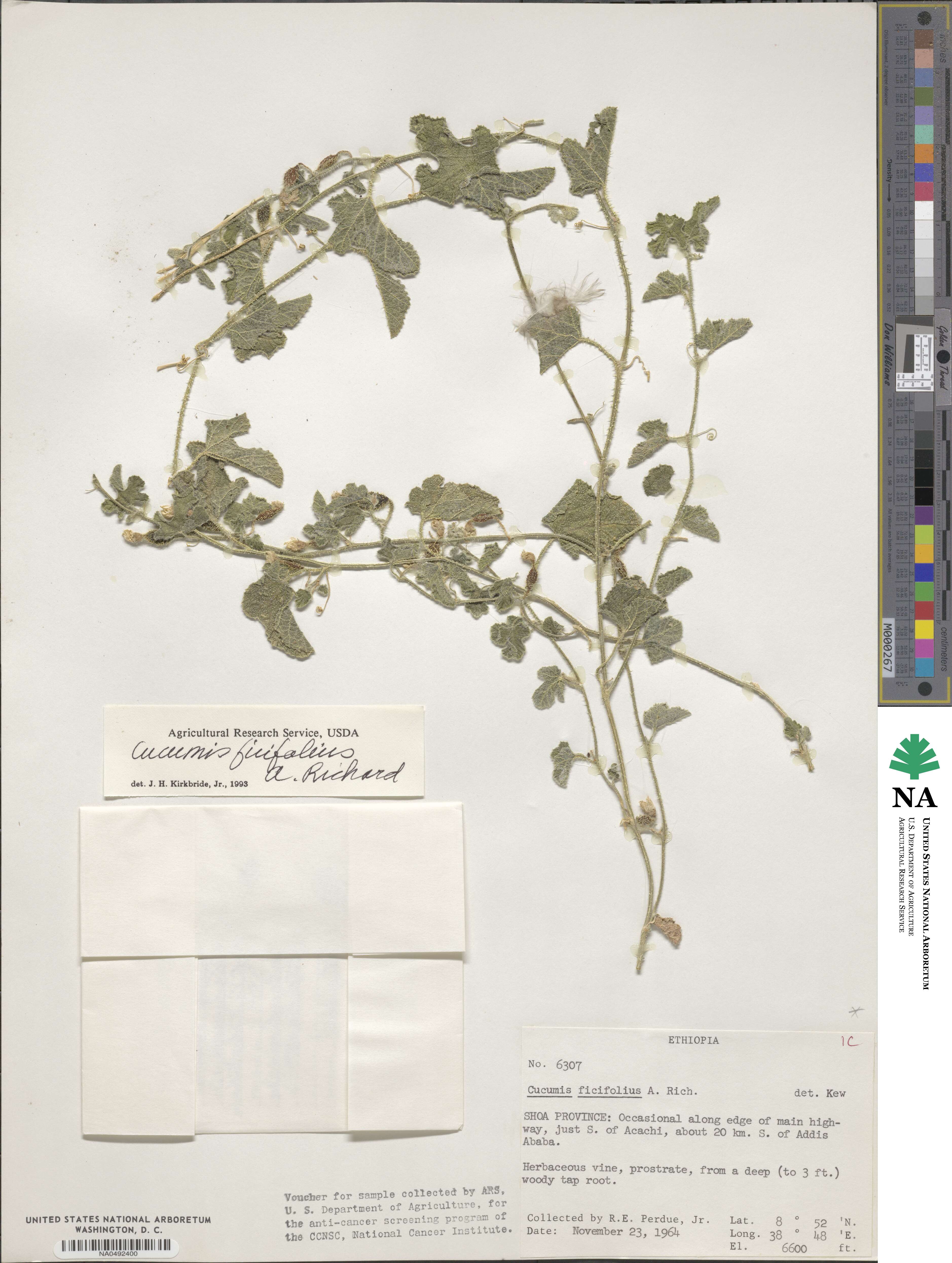 Cucumis ficifolius image