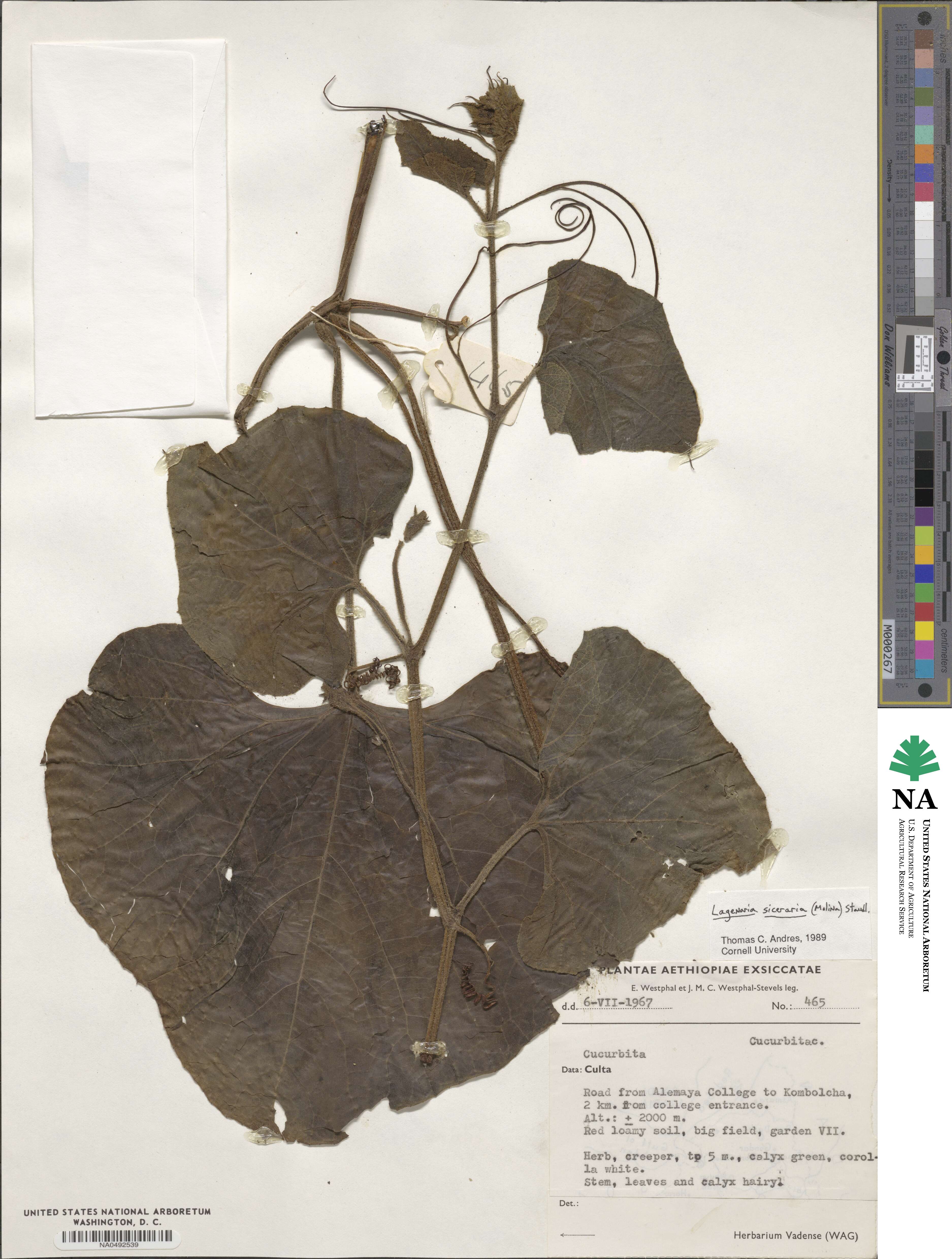 Lagenaria siceraria image