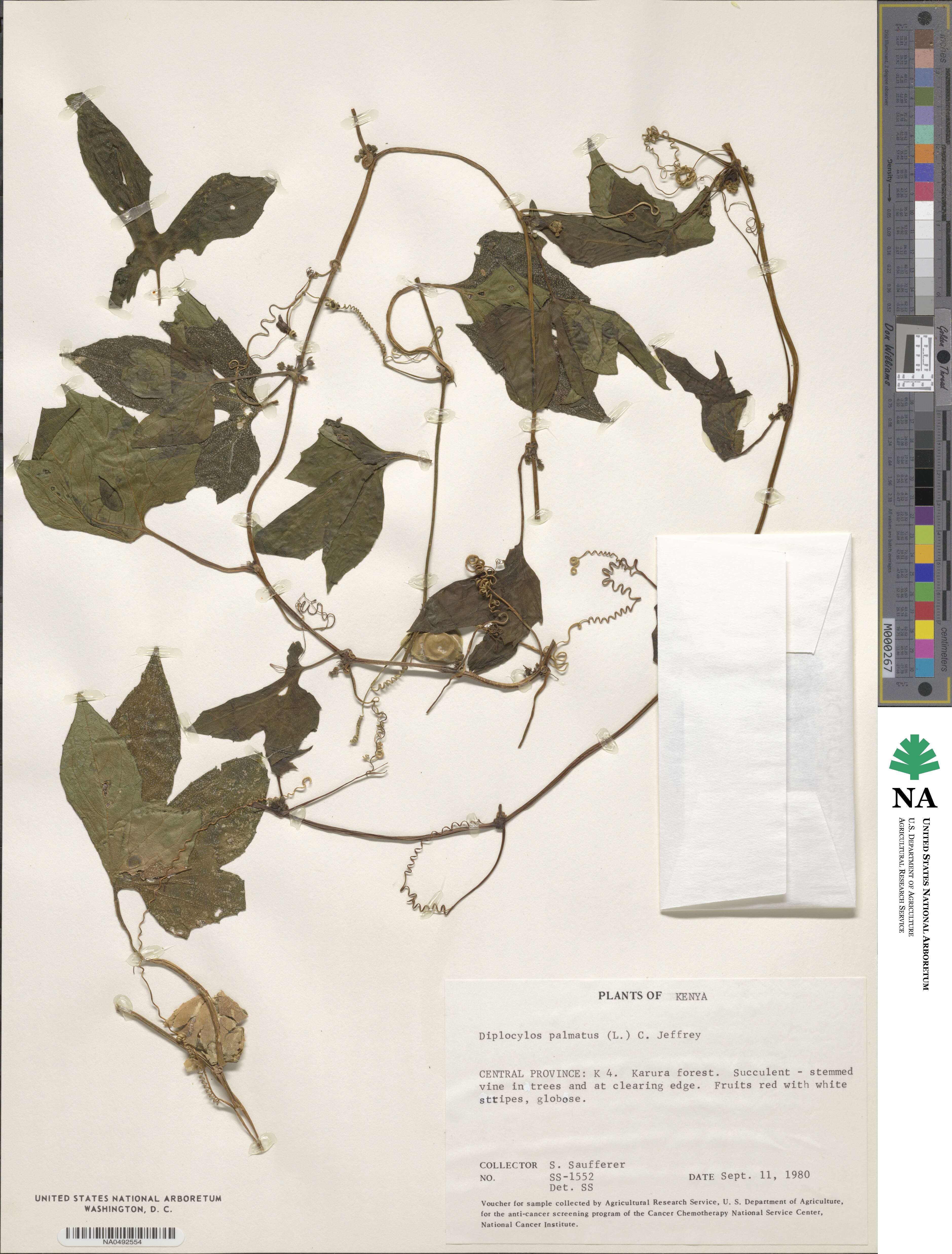 Diplocyclos palmatus image