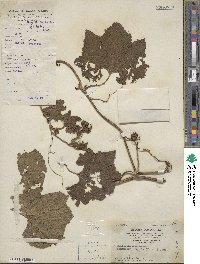 Benincasa hispida image