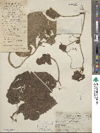 Benincasa hispida image