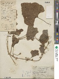 Benincasa hispida image