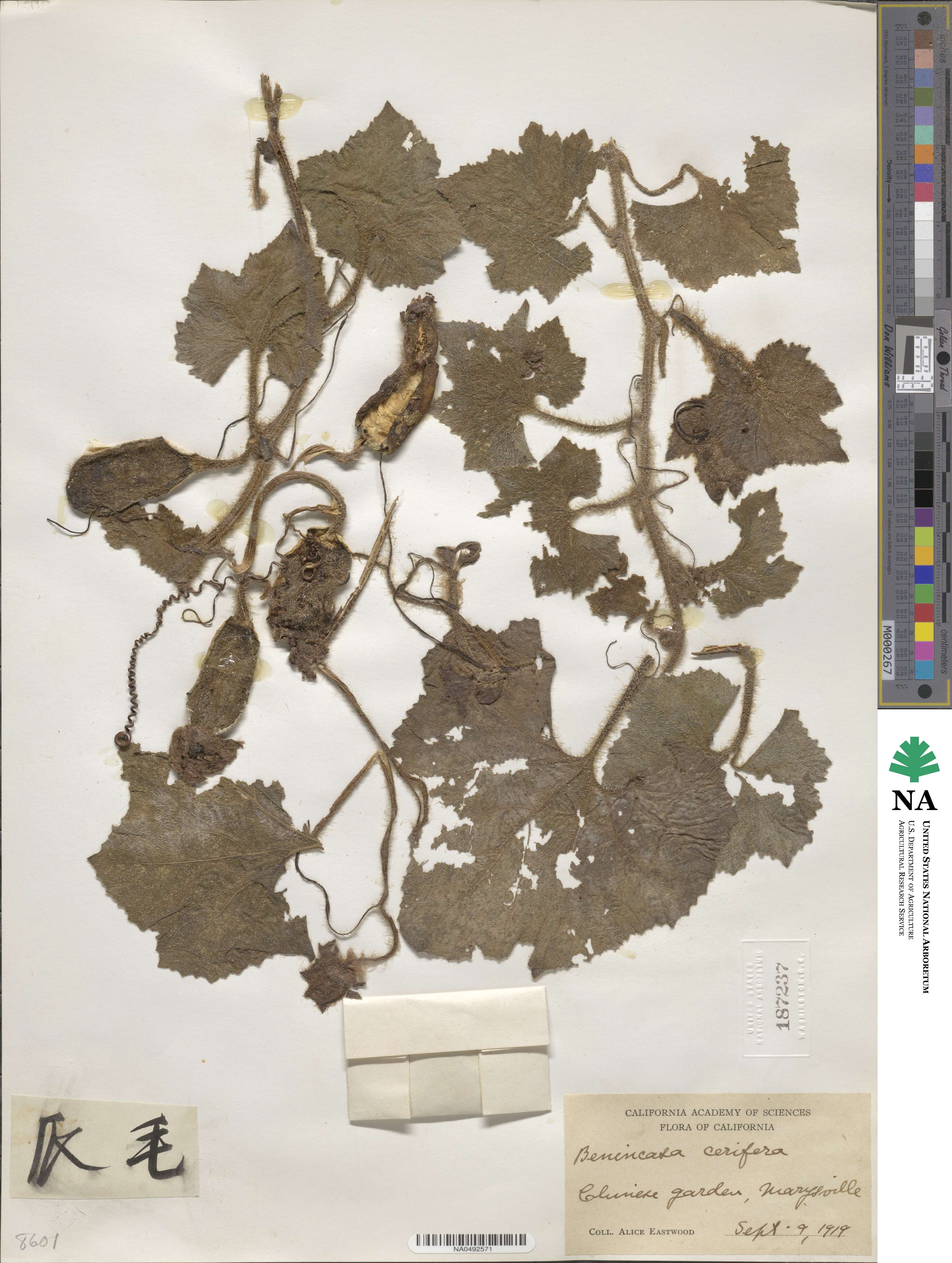 Benincasa hispida image