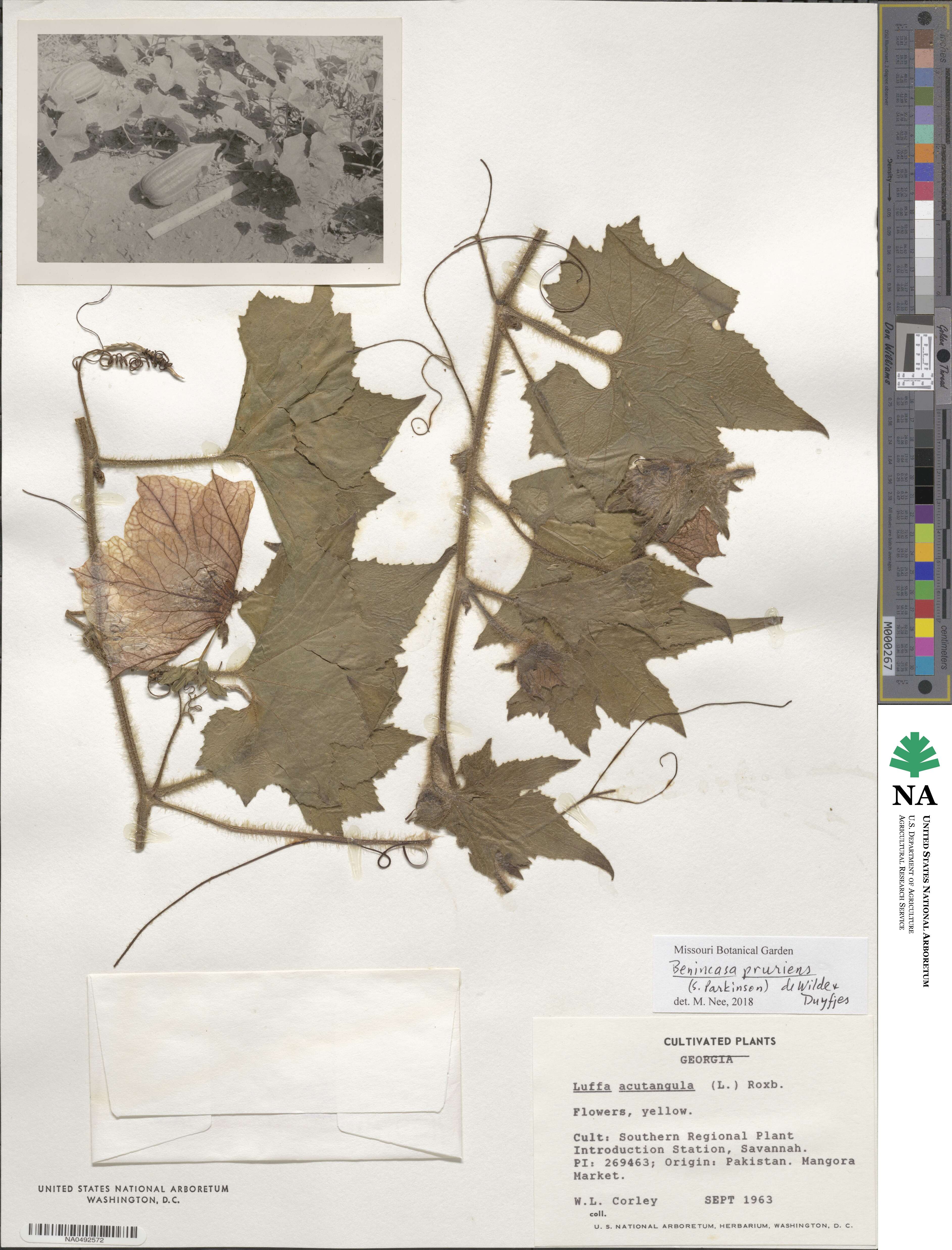 Benincasa hispida image