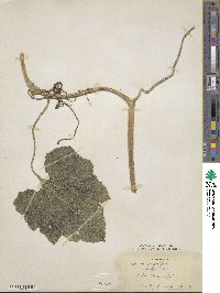 Image Associated With the Occurence