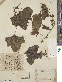 Benincasa hispida image